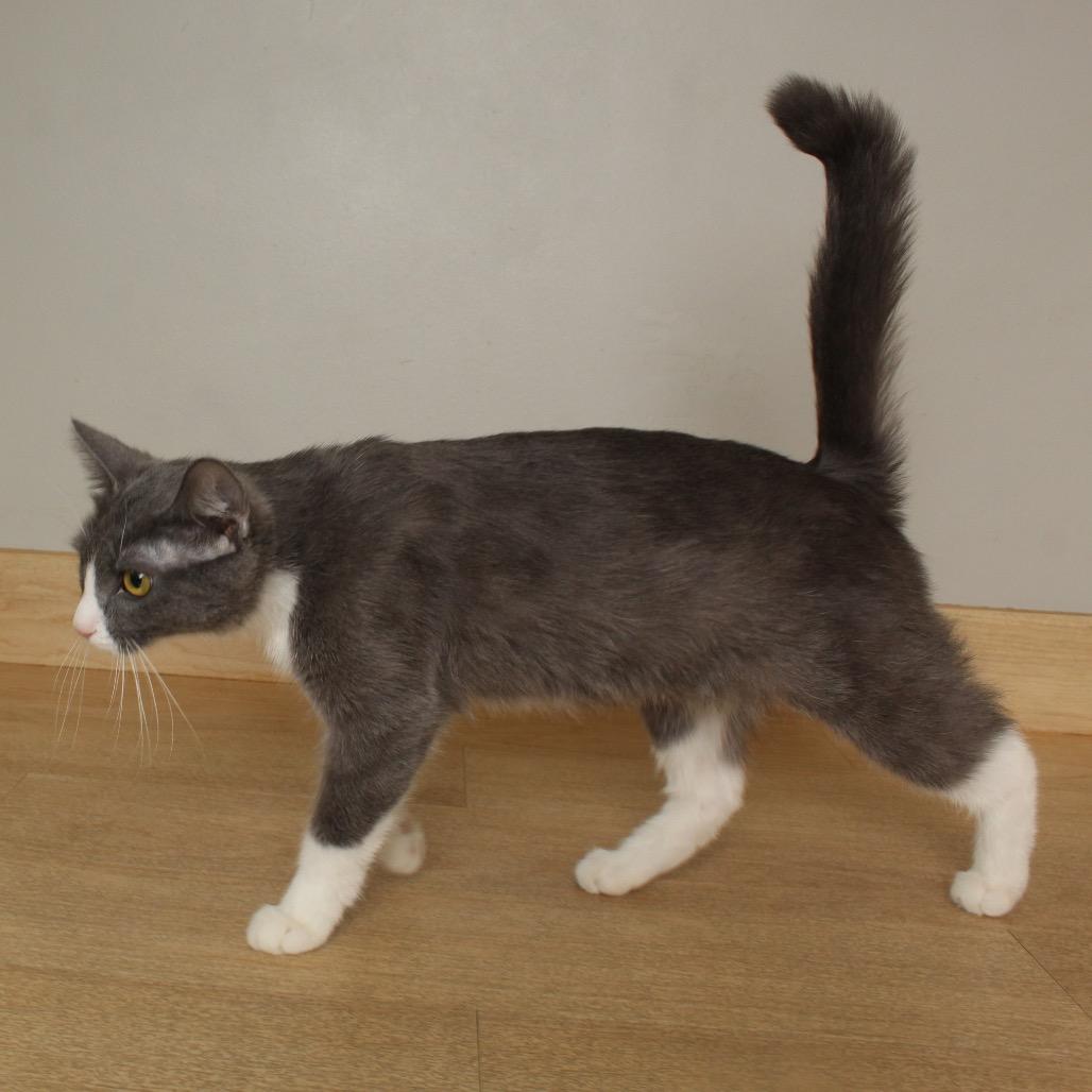 Konjori C68933, a Adoptable Domestic Short Hair in Minnetonka, MN image 4/5