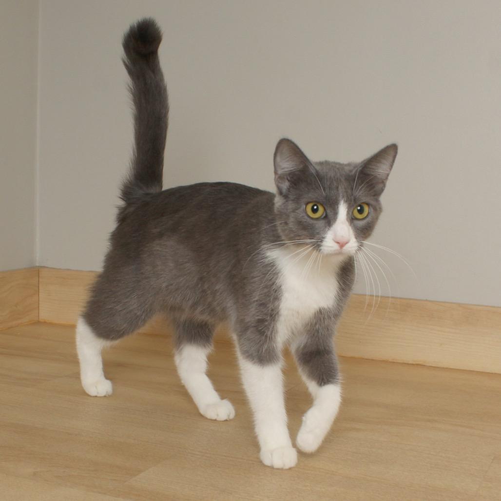 Konjori C68933, a Adoptable Domestic Short Hair in Minnetonka, MN image 5/5