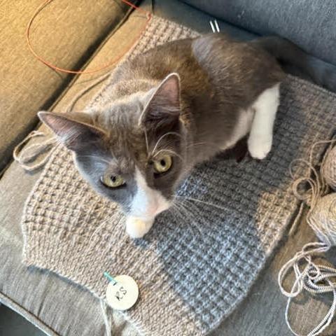 Enlarge Konjori C68933, a Adoptable Domestic Short Hair in Minnetonka, MN image 6/6