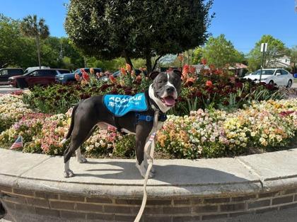 Enlarge 90995a Rico - VIP, a Adoptable mixed breed in North Charleston, SC image 1/3