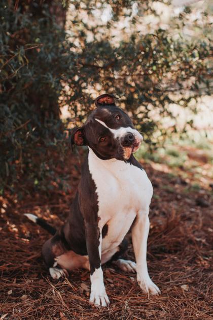 Enlarge 90995a Rico - VIP, a Adoptable mixed breed in North Charleston, SC image 2/3