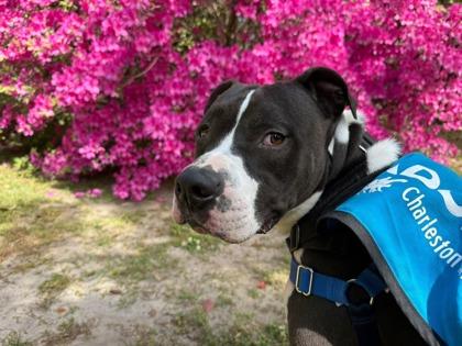 Enlarge 90995a Rico - VIP, a Adoptable mixed breed in North Charleston, SC image 3/3