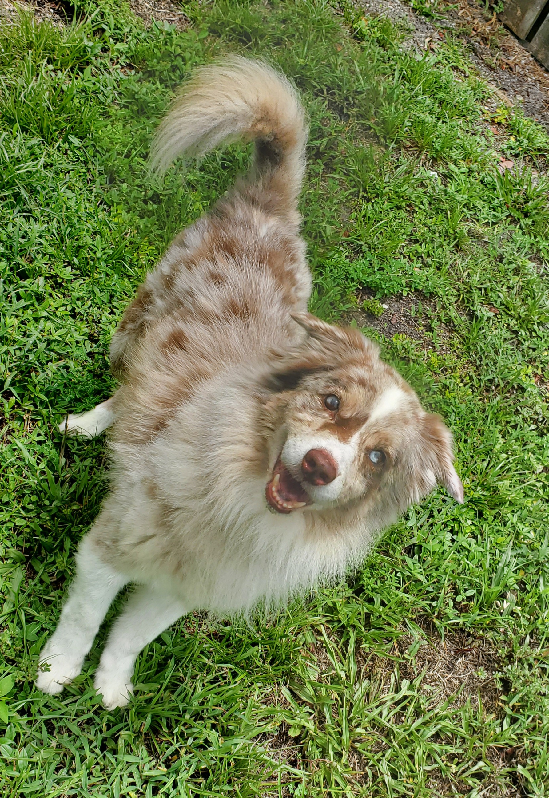 Lukki, a Adopted mixed breed in West Palm Beach, FL image 5/5