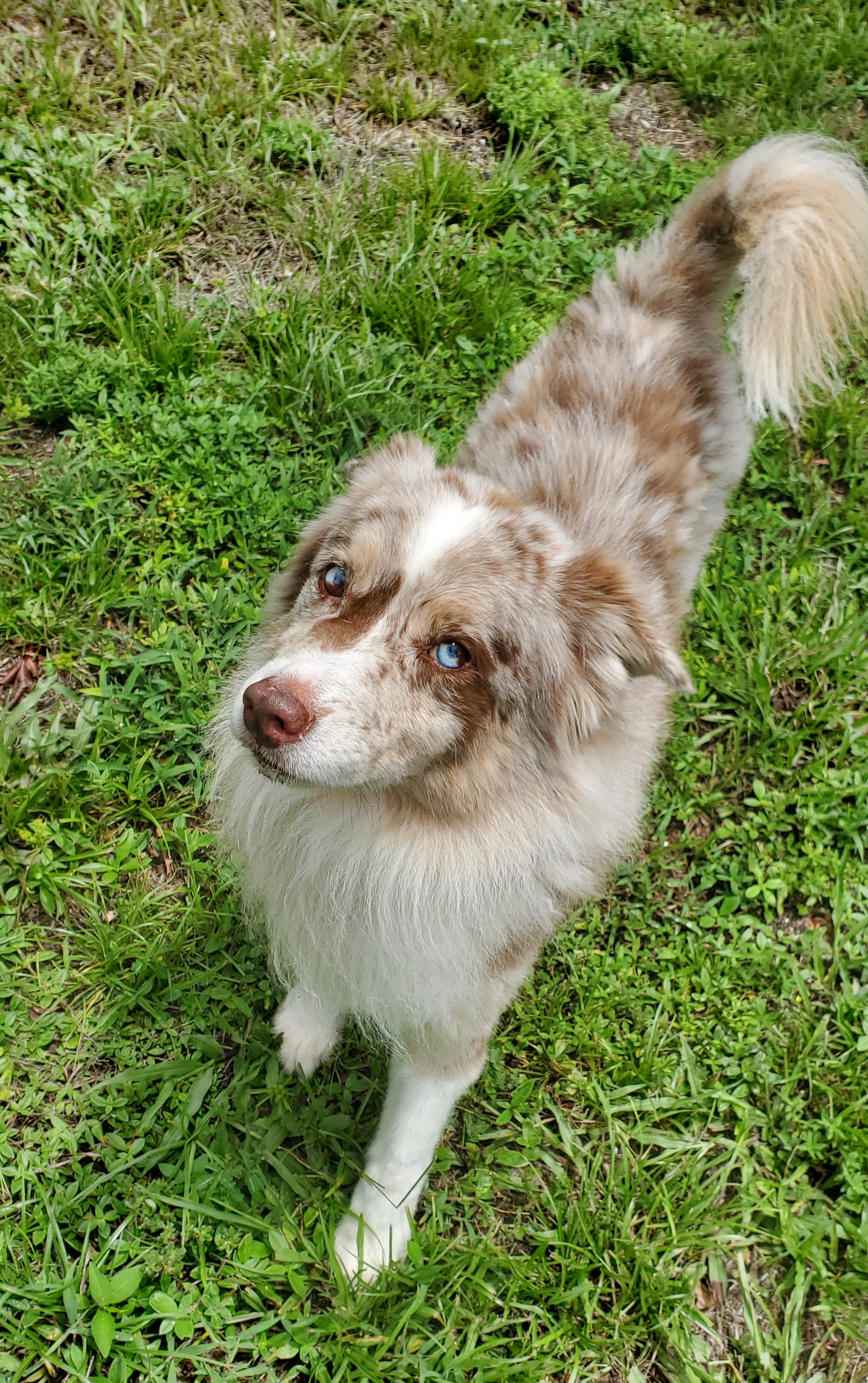 Lukki, a Adopted mixed breed in West Palm Beach, FL image 2/5