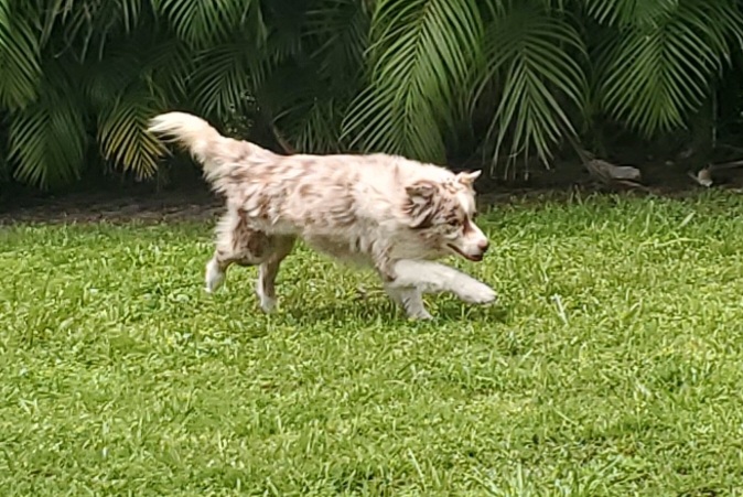 Lukki, a Adopted mixed breed in West Palm Beach, FL image 4/5