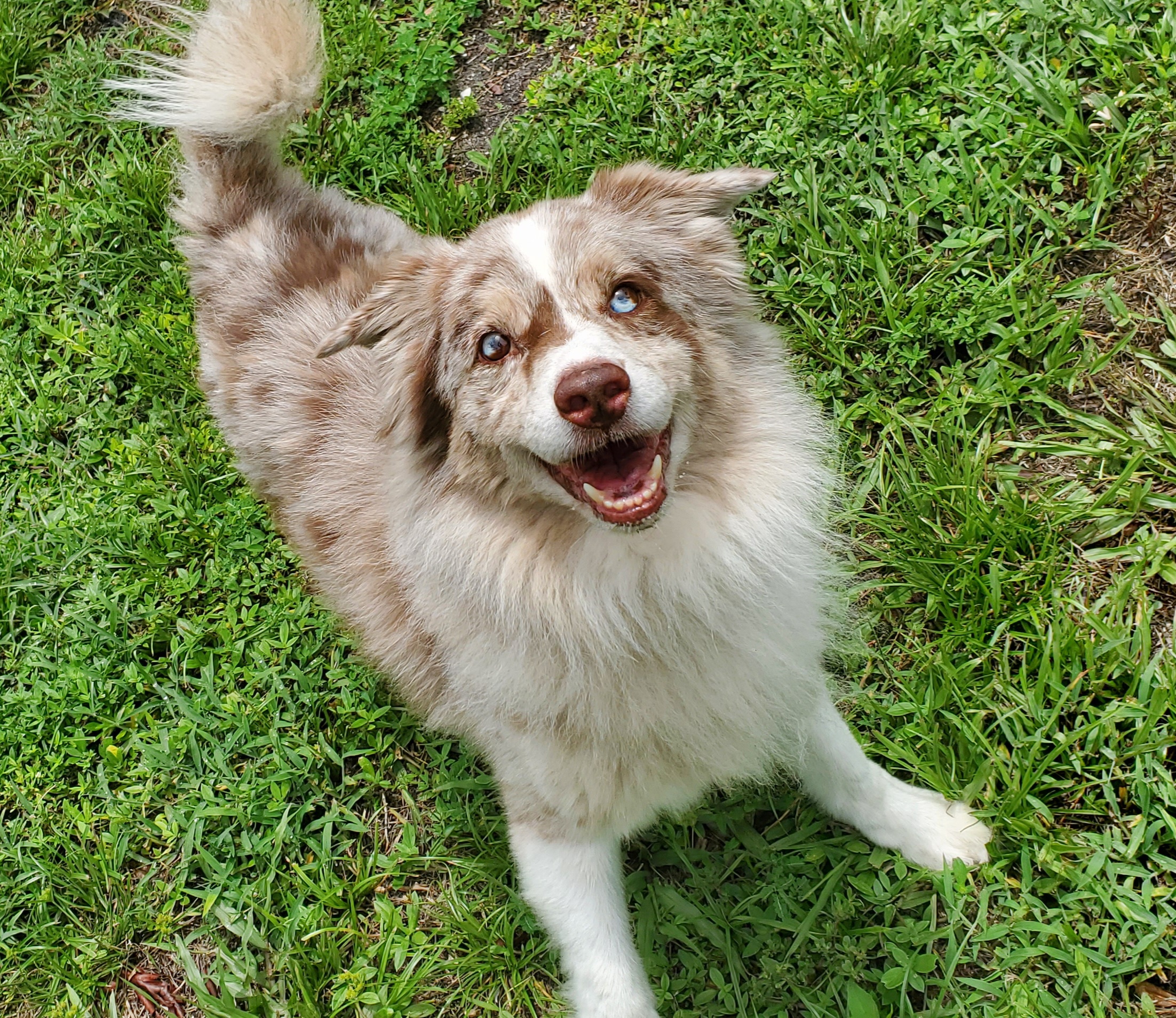 Lukki, Adopted, Adult Male Australian Shepherd & Border Collie.