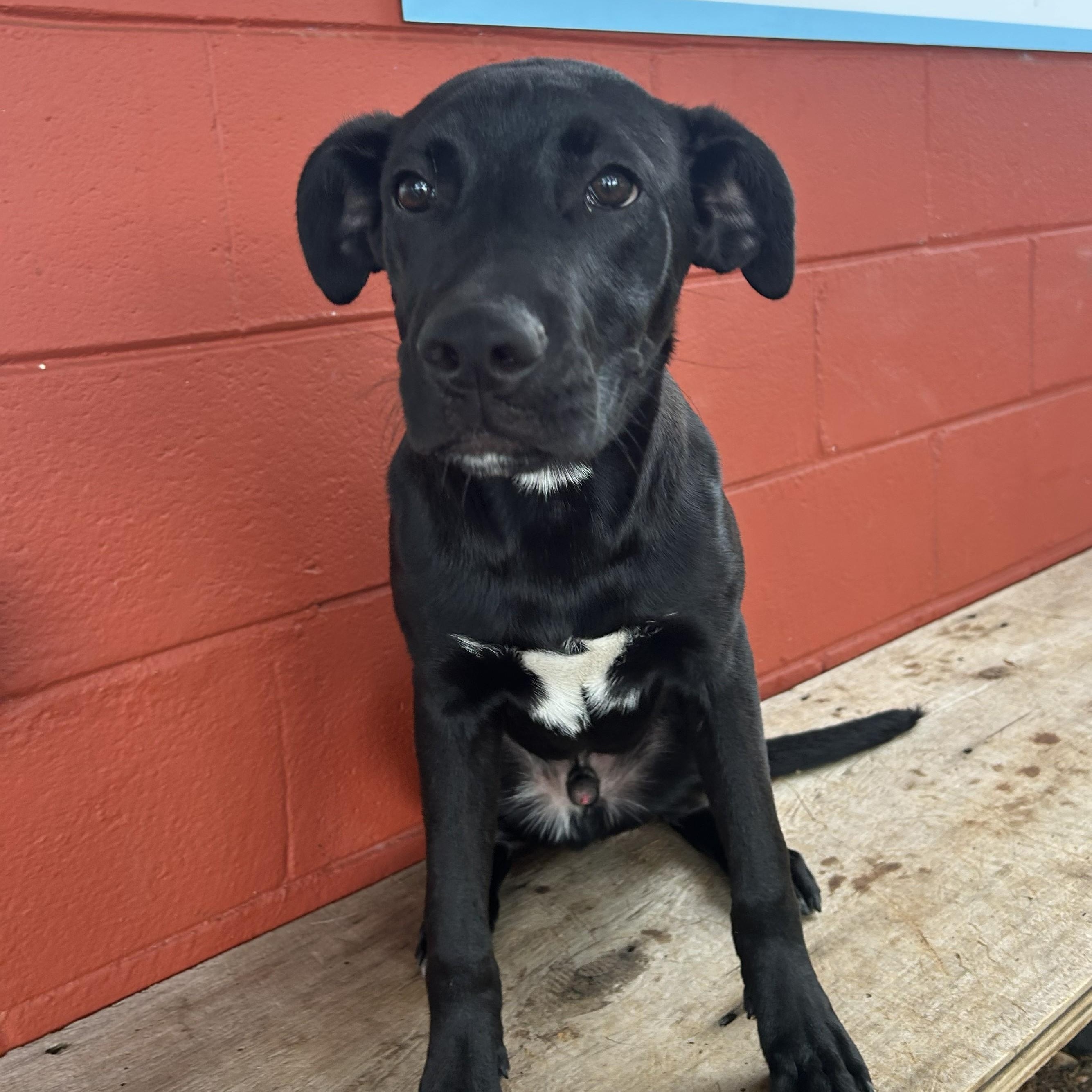 Enlarge Kale, an adoptable mixed breed in Pensacola, FL image 1/5