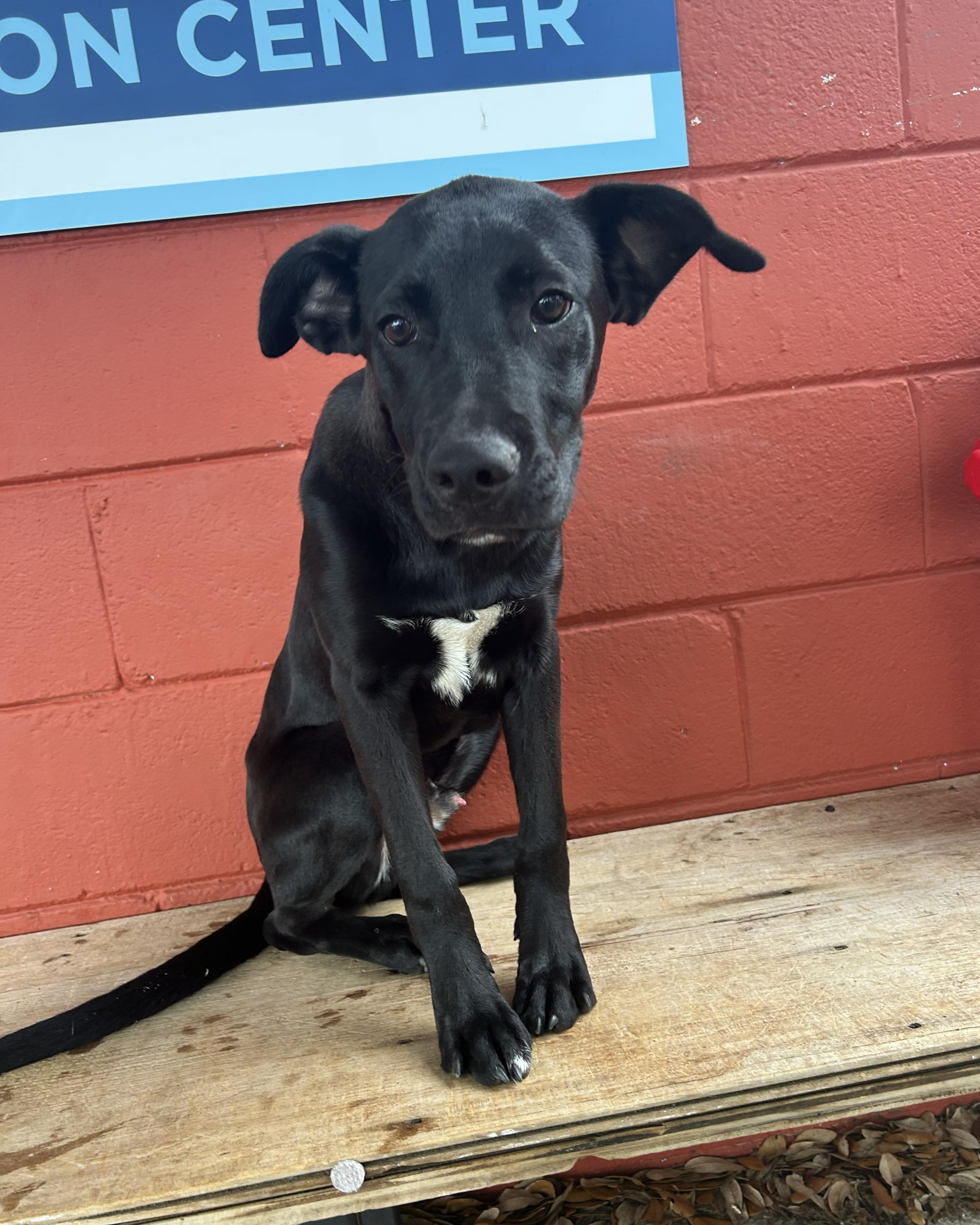 Enlarge Kale, an adoptable mixed breed in Pensacola, FL image 2/5