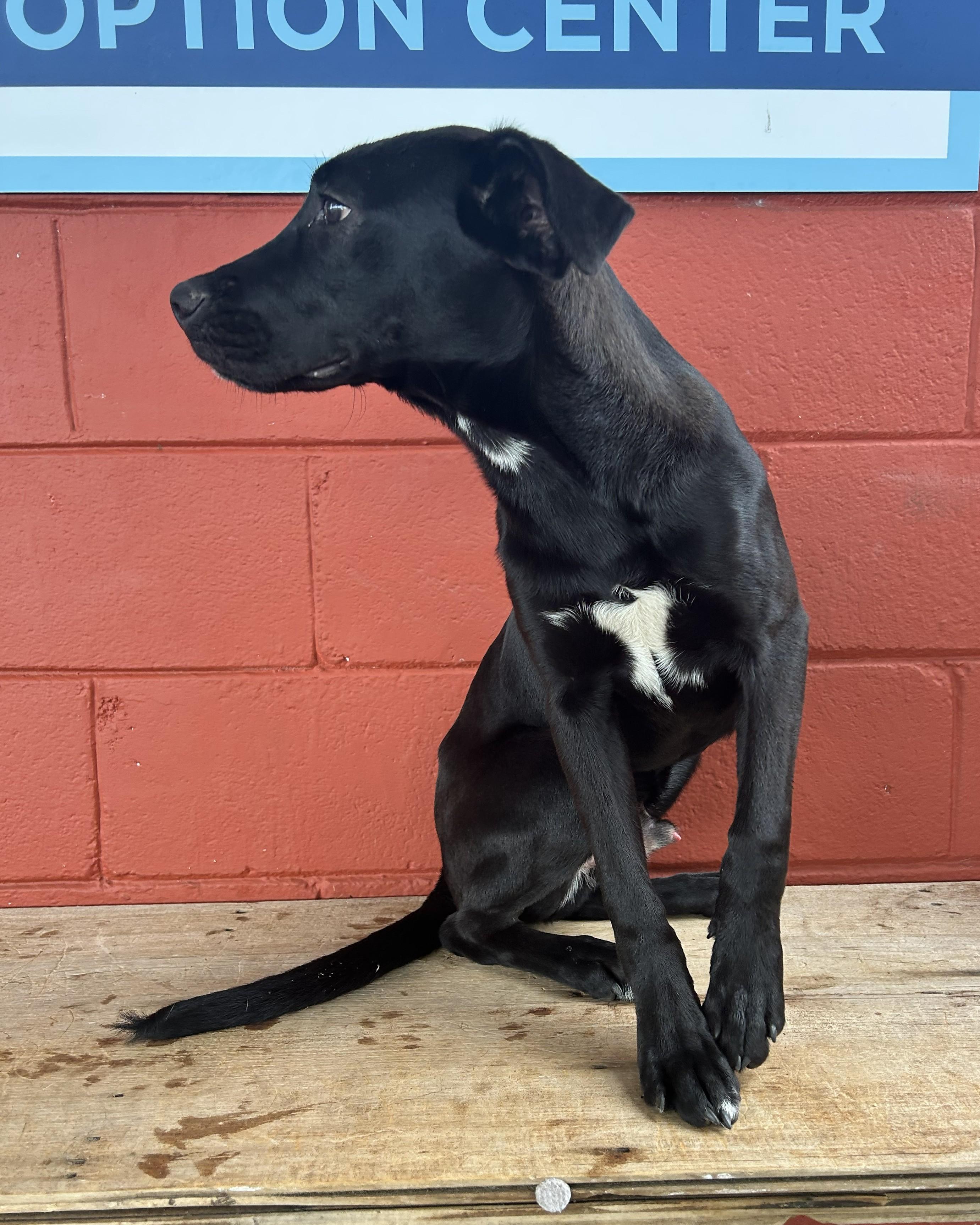 Enlarge Kale, an adoptable mixed breed in Pensacola, FL image 3/5