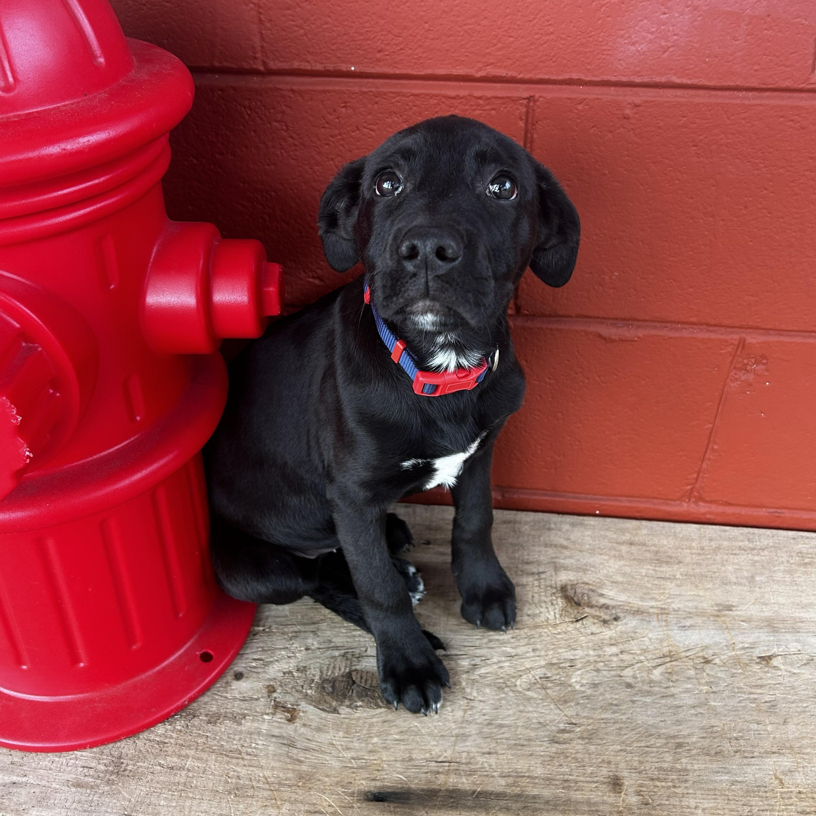 Enlarge Kale, a ADOPTABLE mixed breed in Pensacola, FL image 5/5
