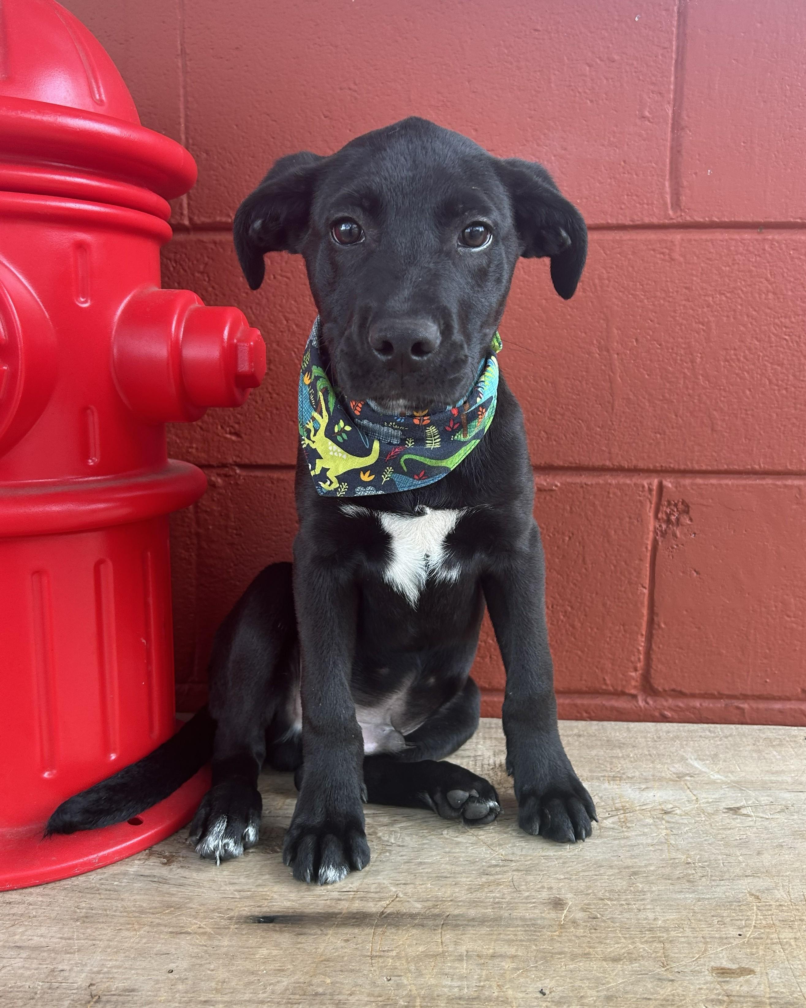 Enlarge Kale, a ADOPTABLE mixed breed in Pensacola, FL image 2/5