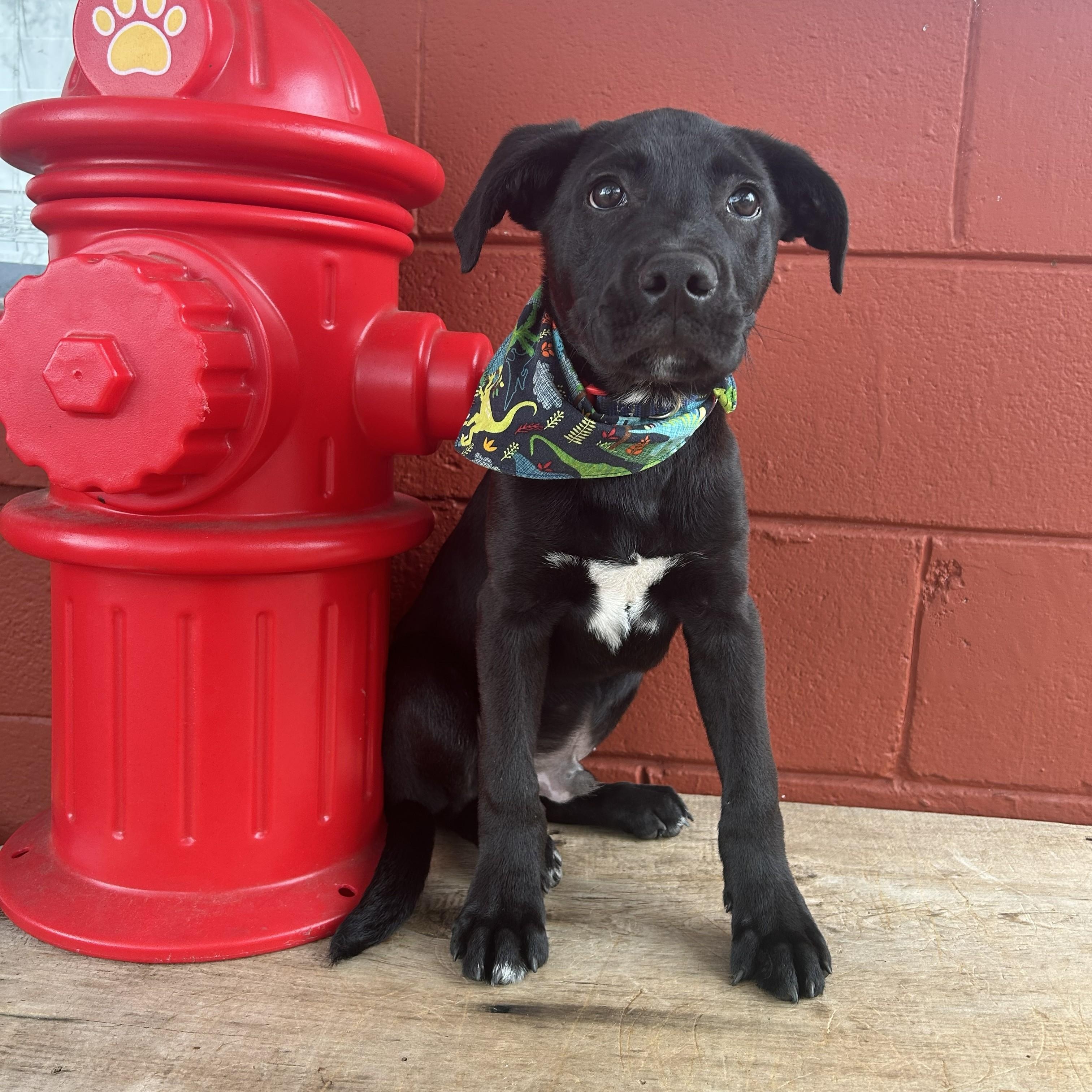 Enlarge Kale, a ADOPTABLE mixed breed in Pensacola, FL image 1/5