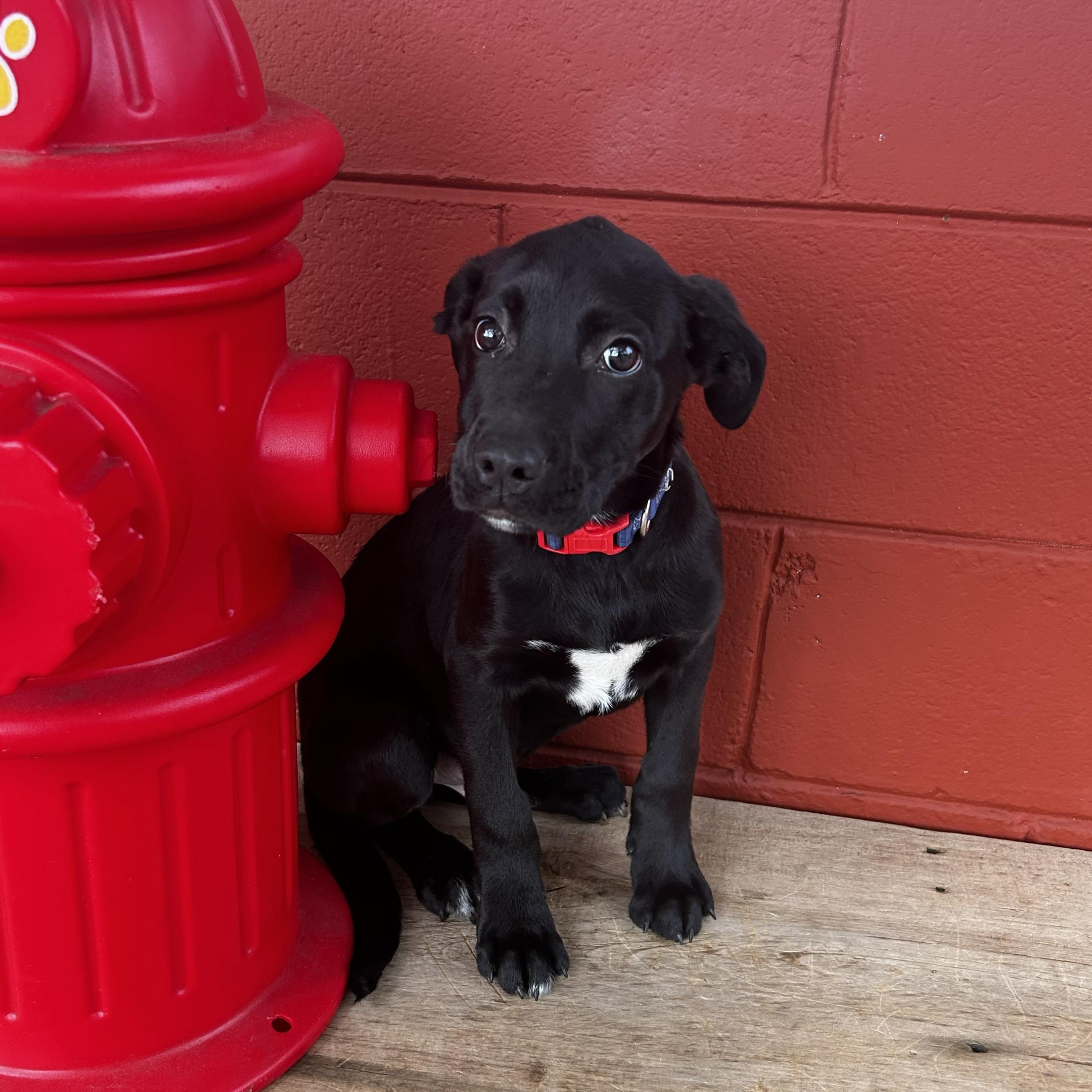Enlarge Kale, a ADOPTABLE mixed breed in Pensacola, FL image 4/5