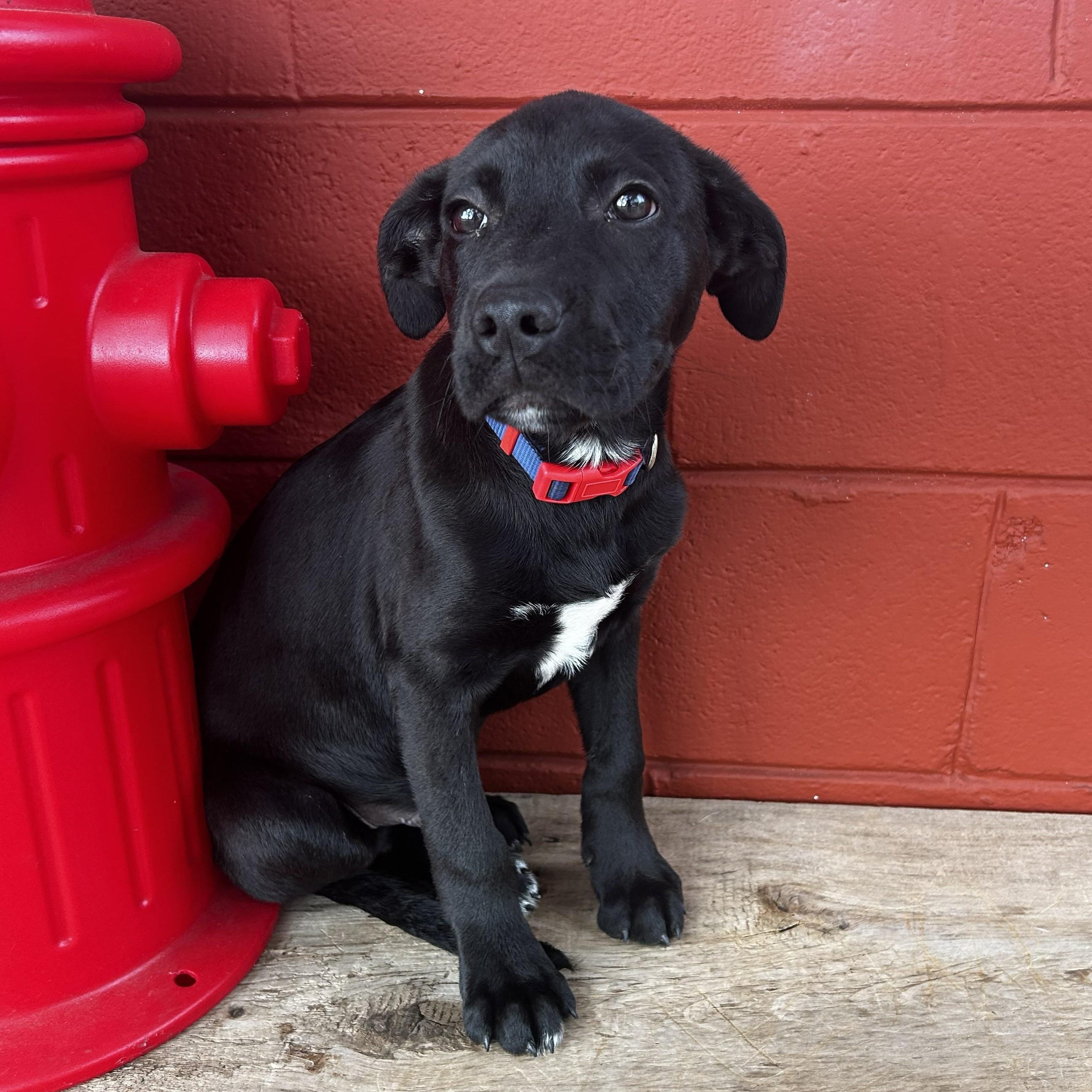 Enlarge Kale, a ADOPTABLE mixed breed in Pensacola, FL image 3/5