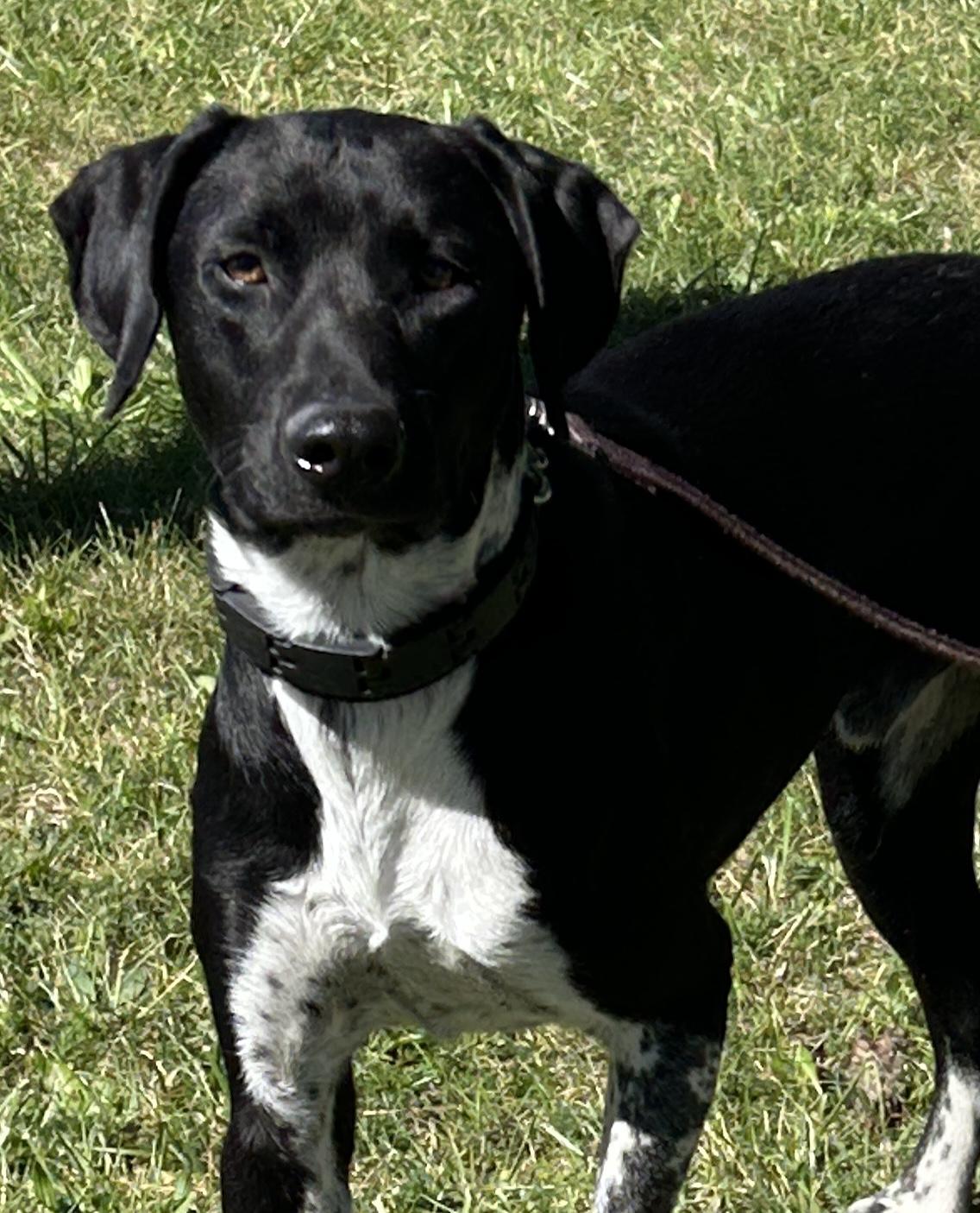 Dax, Adoptable, Young Male Dalmatian & German Shorthaired Pointer.