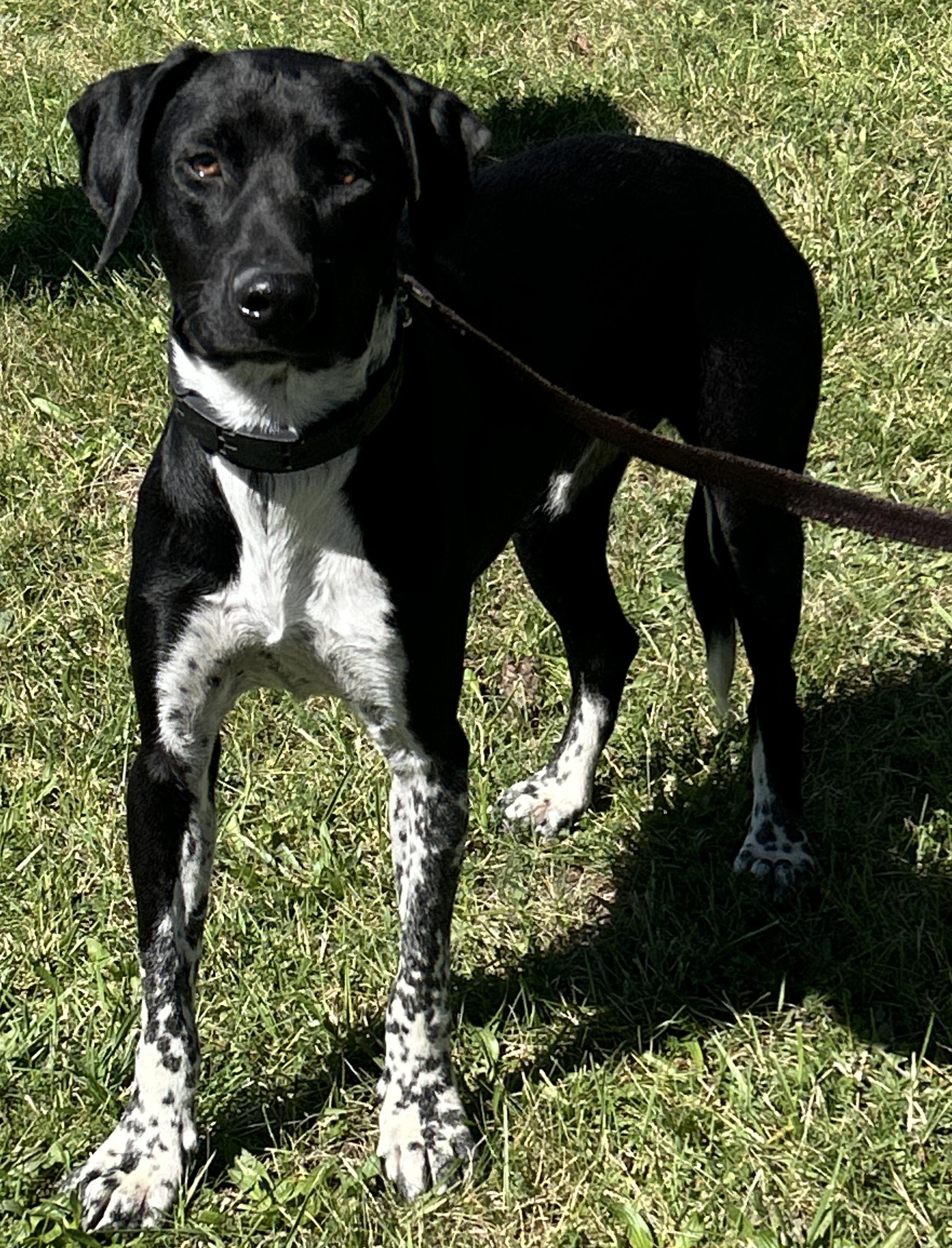 Enlarge Dax, a Adoptable mixed breed in Pottsville, PA image 3/4