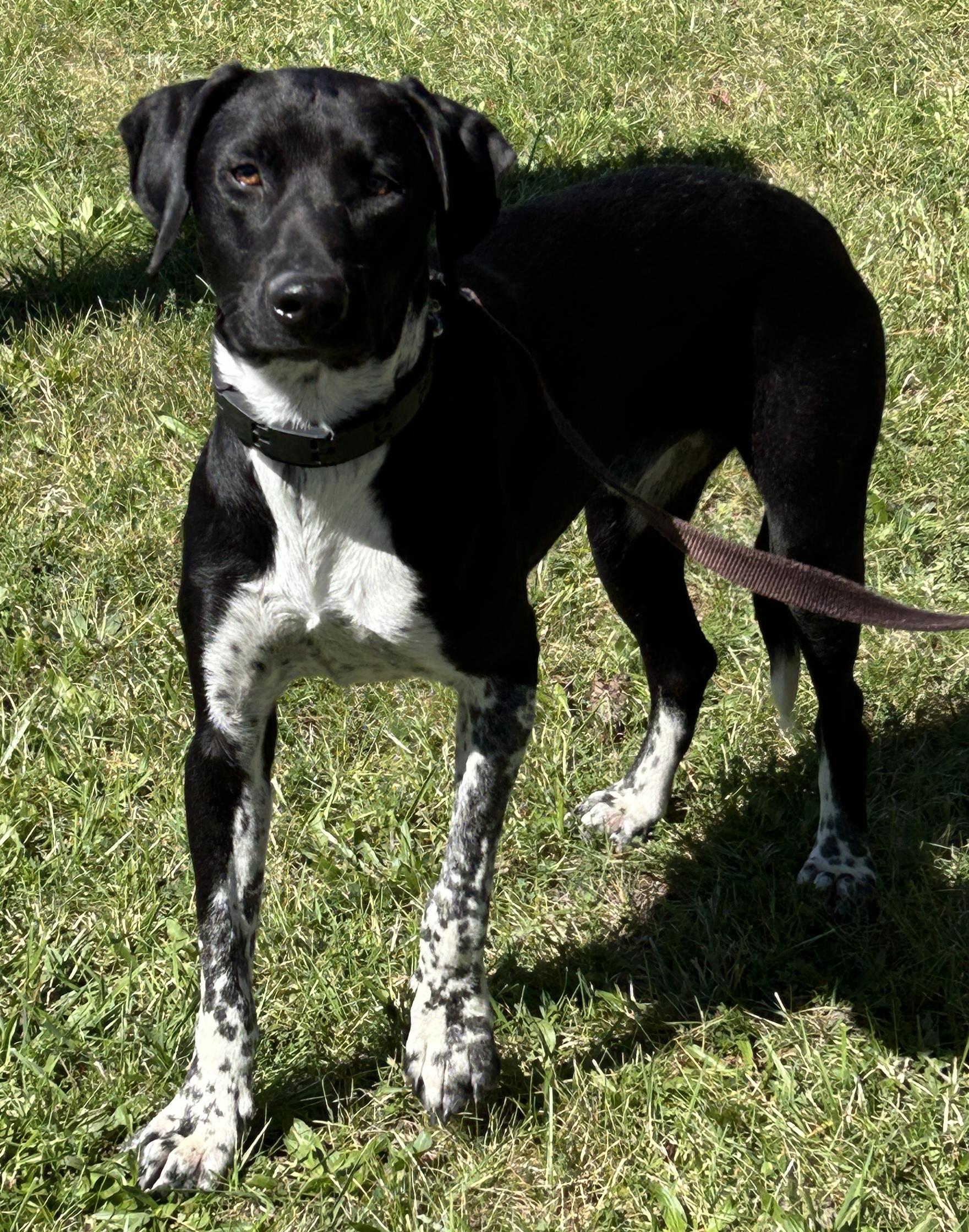 Enlarge Dax, a Adoptable mixed breed in Pottsville, PA image 4/4
