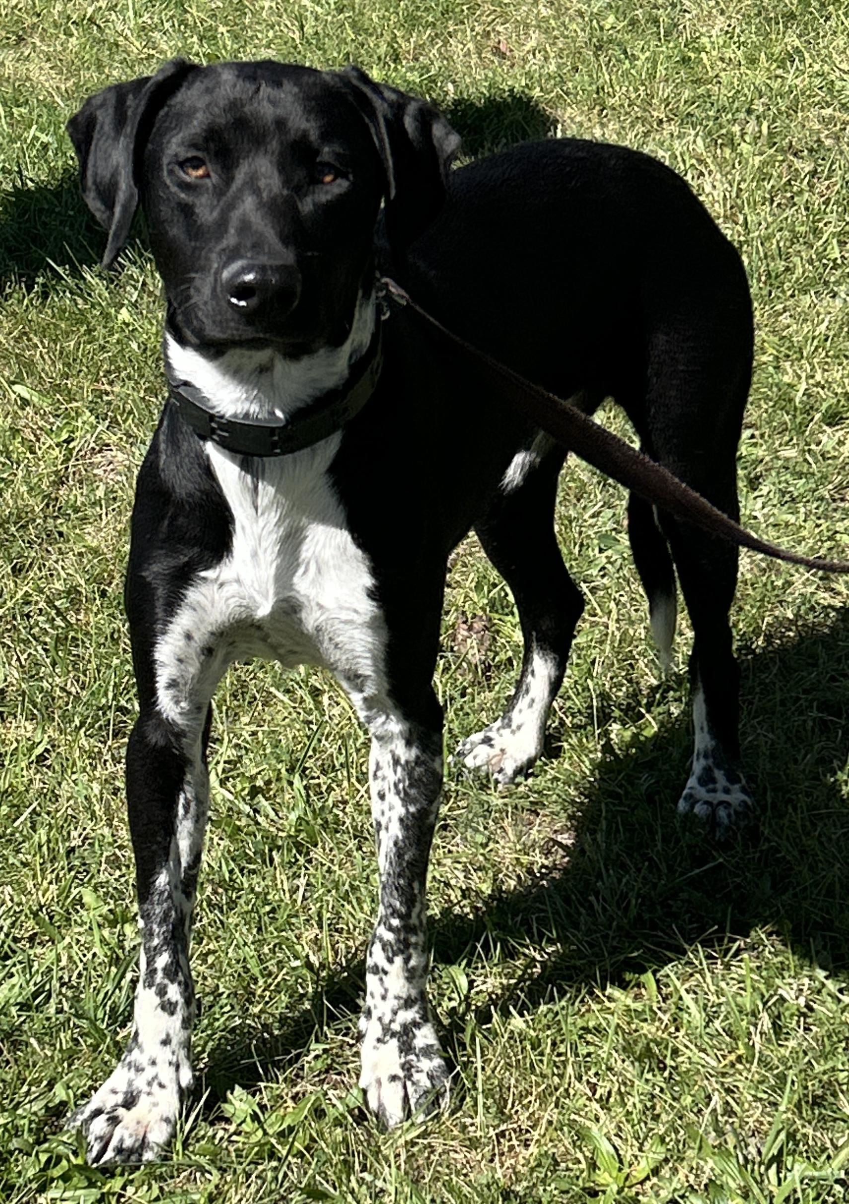 Enlarge Dax, a Adoptable mixed breed in Pottsville, PA image 2/4