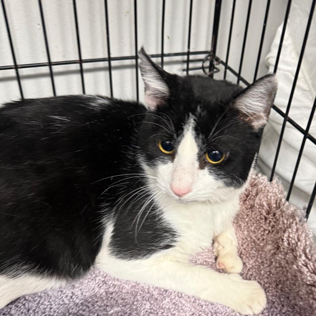Enlarge Pootsie, a Adoptable Domestic Short Hair in Normal, IL image 1/3