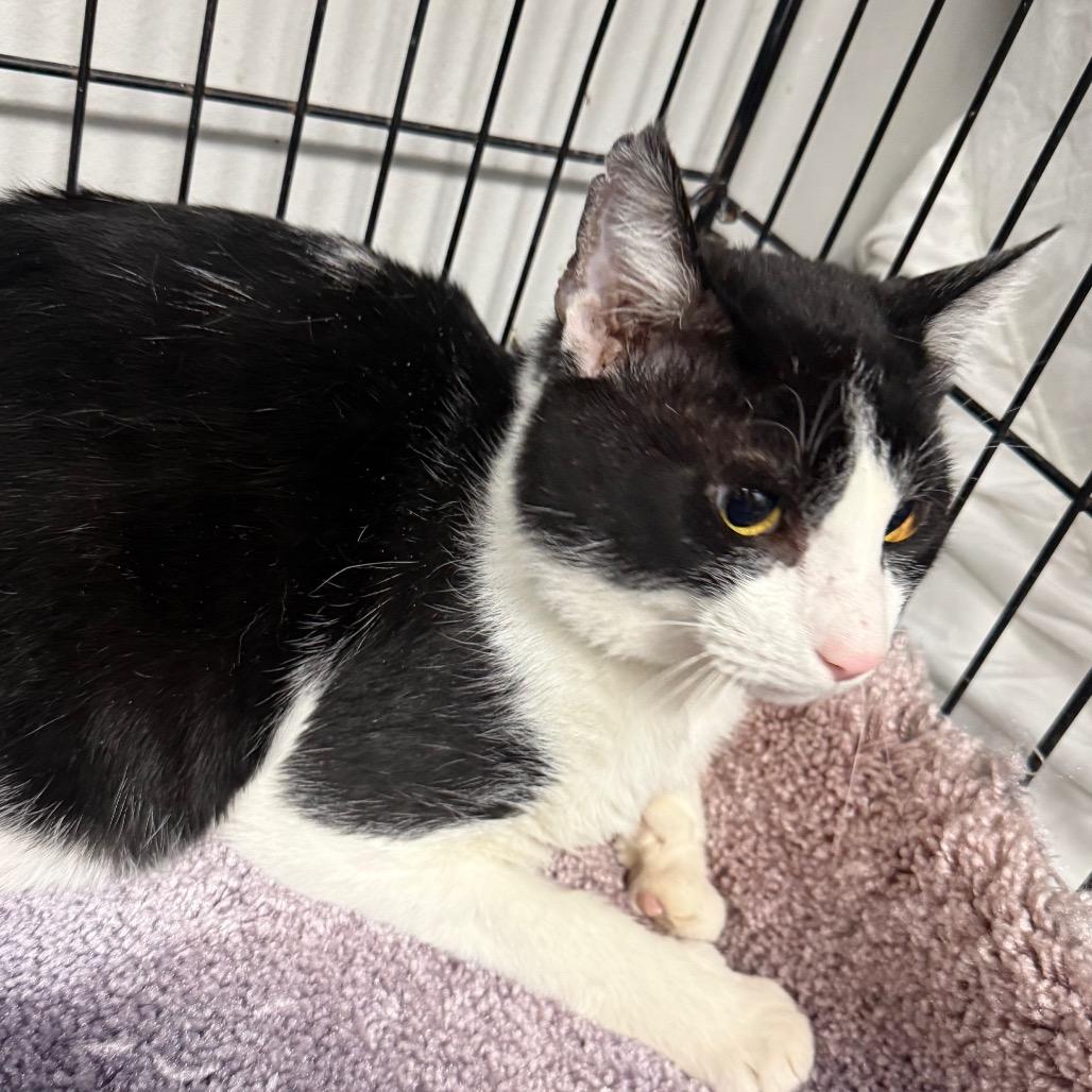 Enlarge Pootsie, a Adoptable Domestic Short Hair in Normal, IL image 2/3