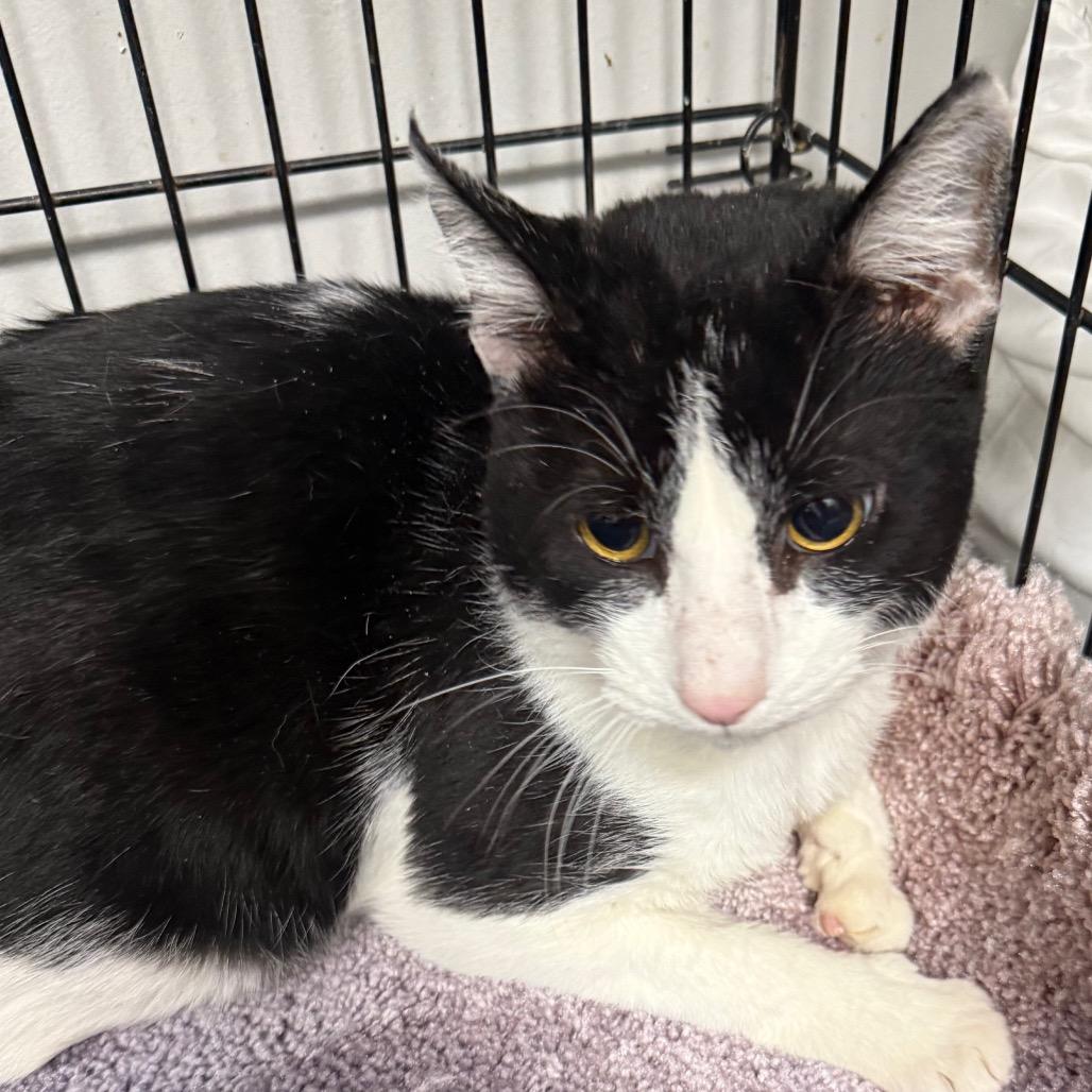 Enlarge Pootsie, a Adoptable Domestic Short Hair in Normal, IL image 3/3