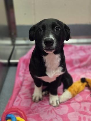 Cowl, ADOPTABLE, Young Male Corgi.