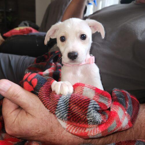 Skipper (#375), Adoptable, Puppy Female Chihuahua & Jack Russell Terrier.