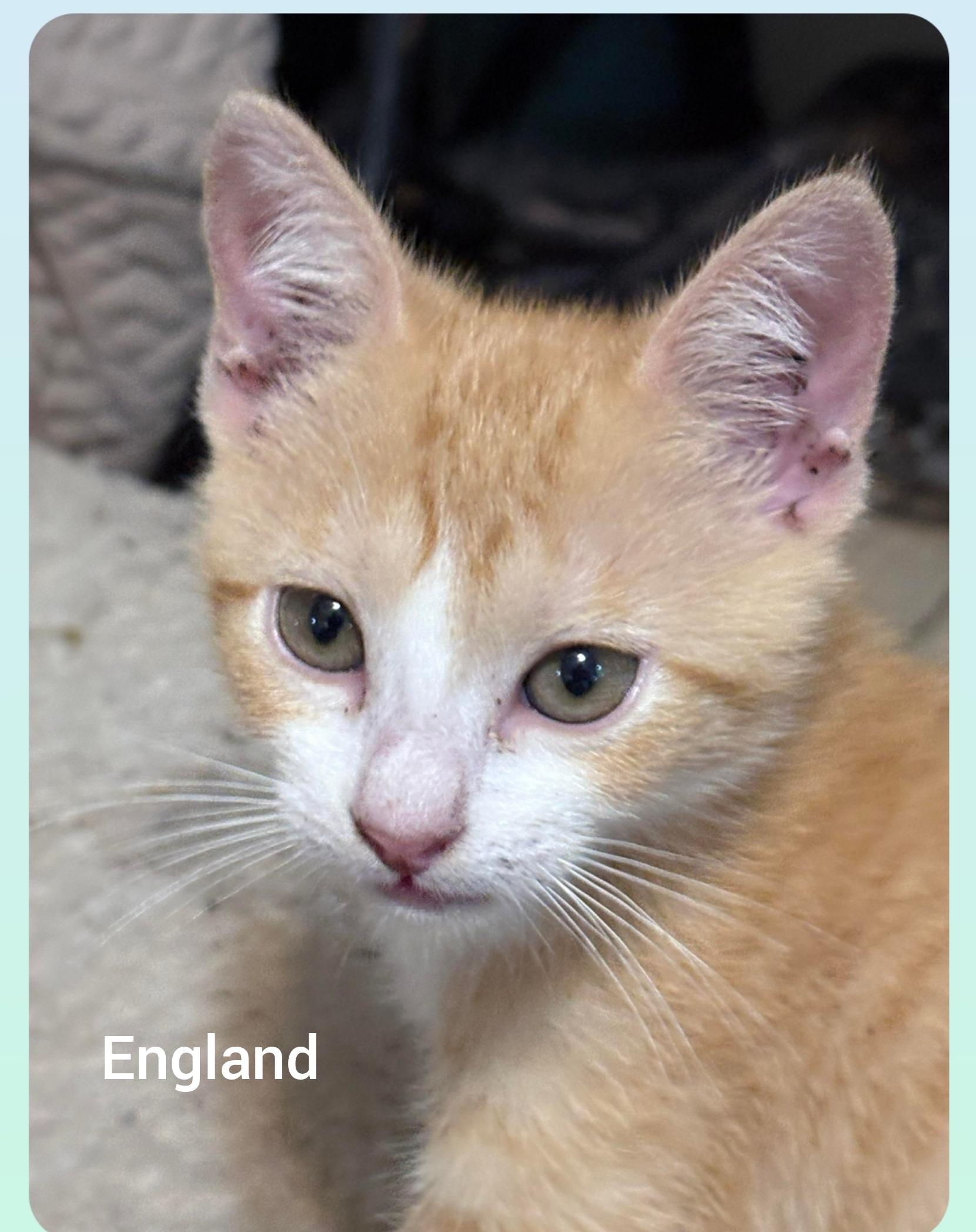 England ( Orlando,  Fl), Adoptable, Kitten Male American Shorthair.