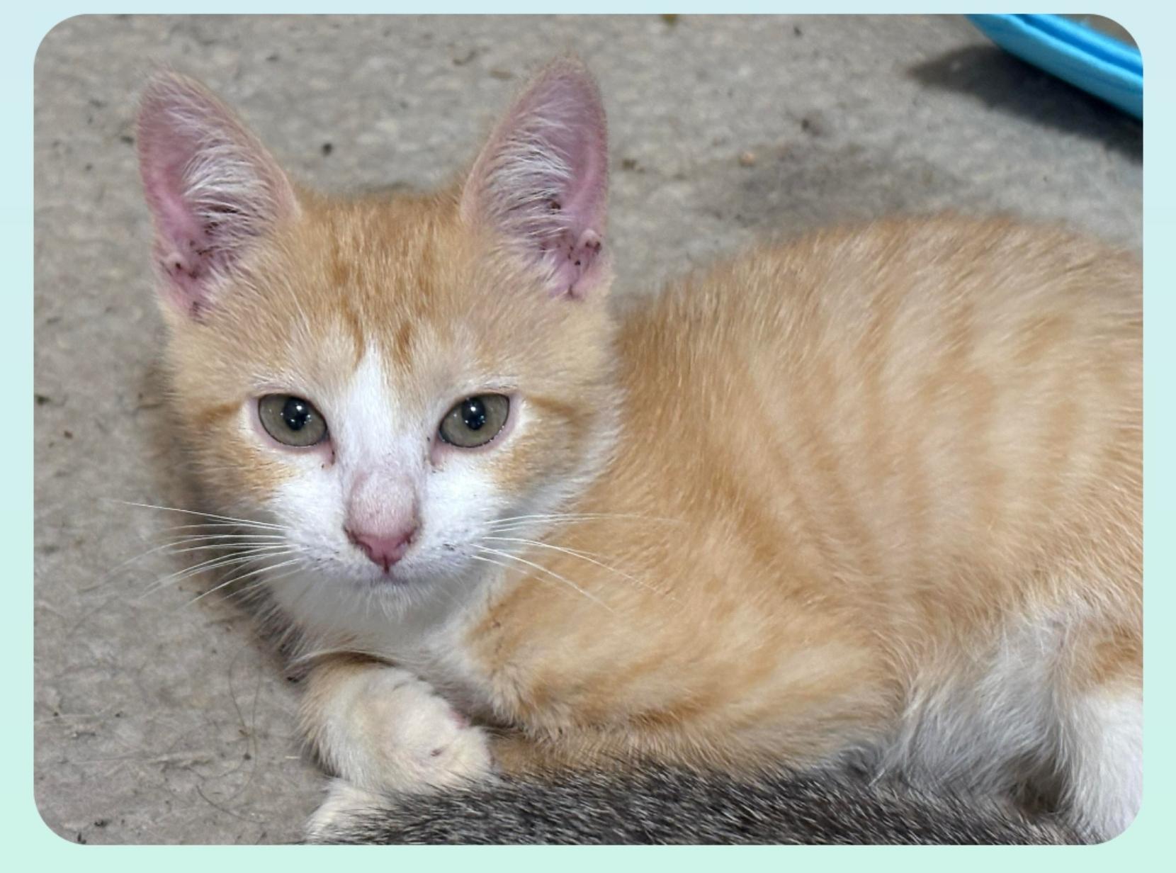 England ( Orlando,  Fl)