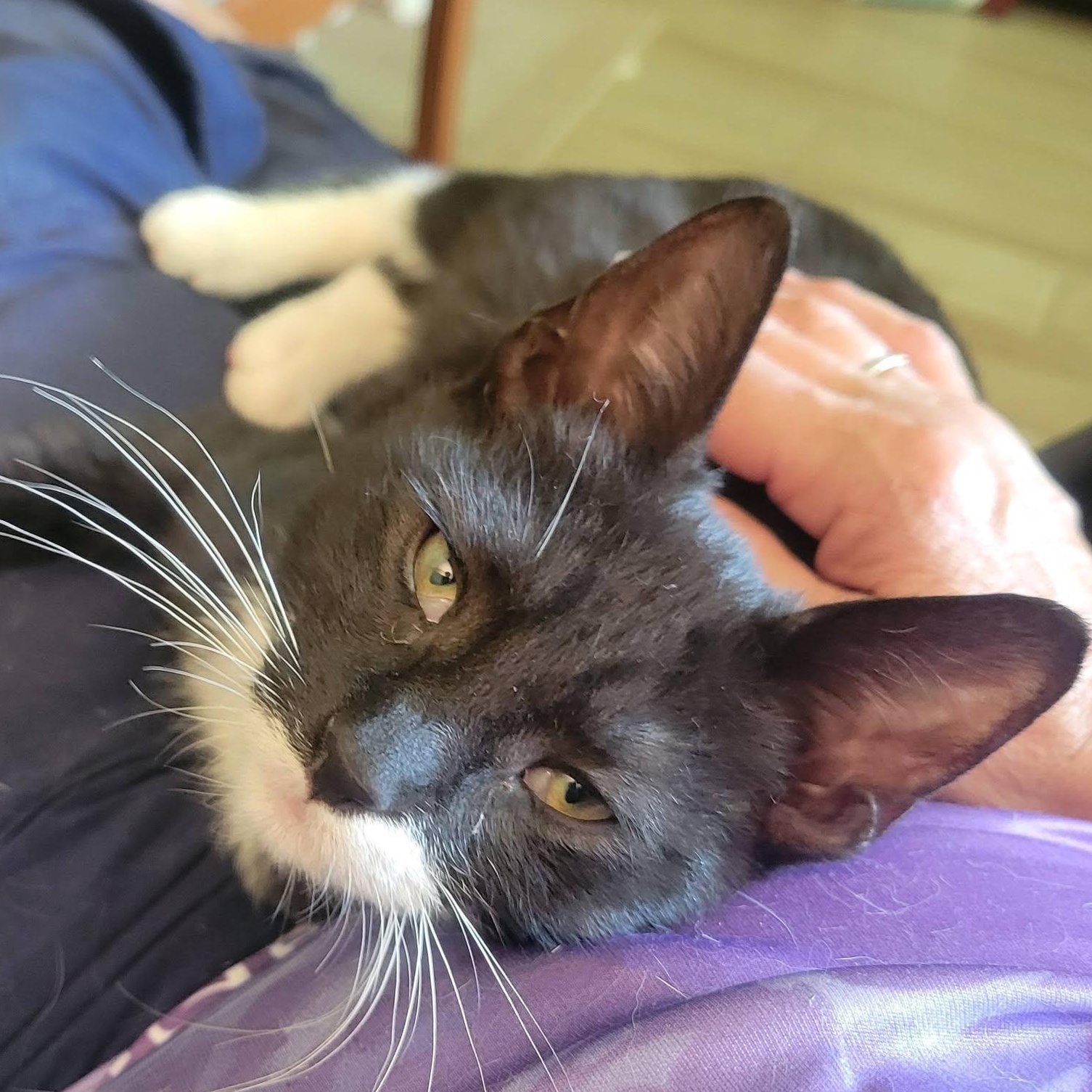 Smurf, a Adoptable mixed breed in East Amherst, NY image 5/6