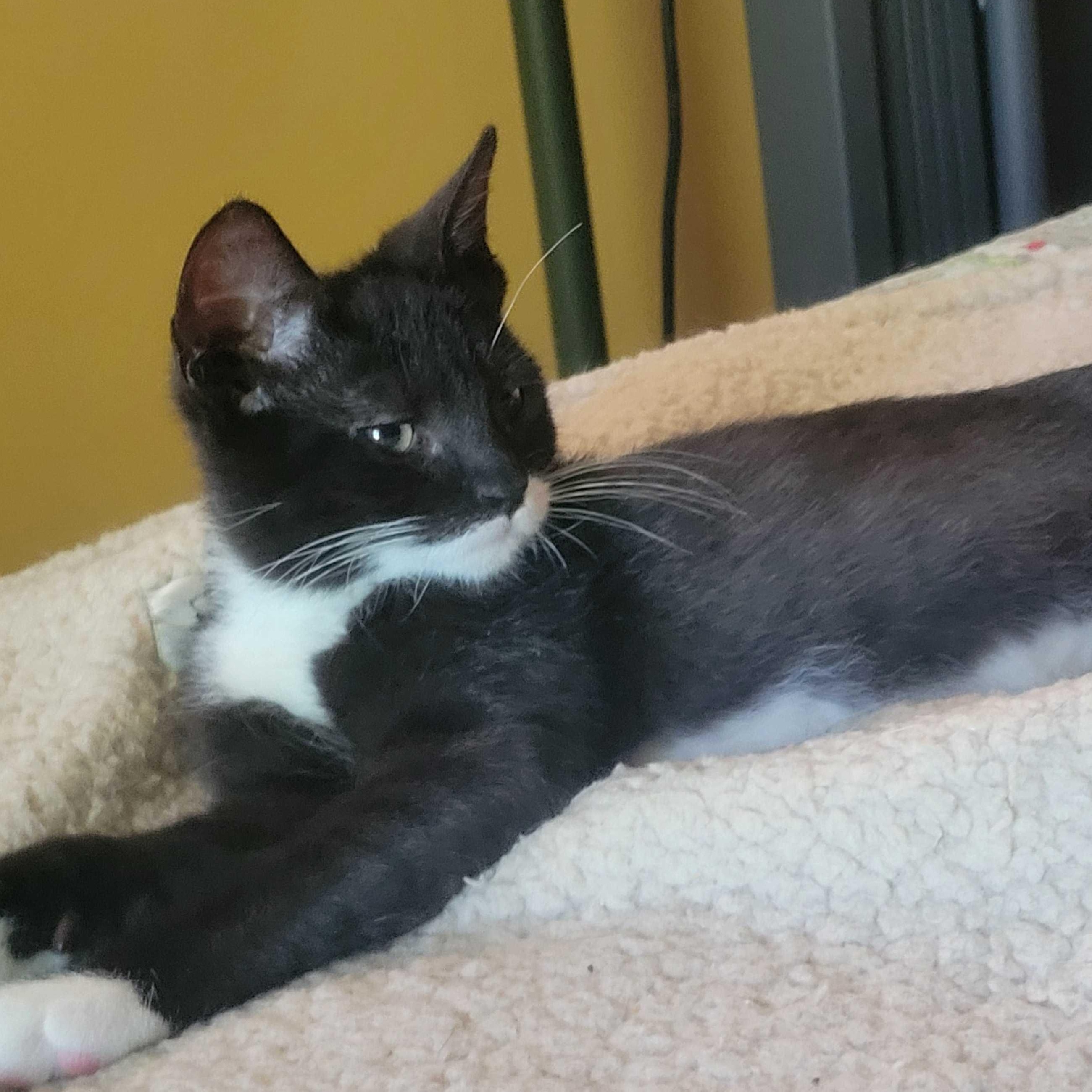 Smurf, a Adoptable mixed breed in East Amherst, NY image 4/6