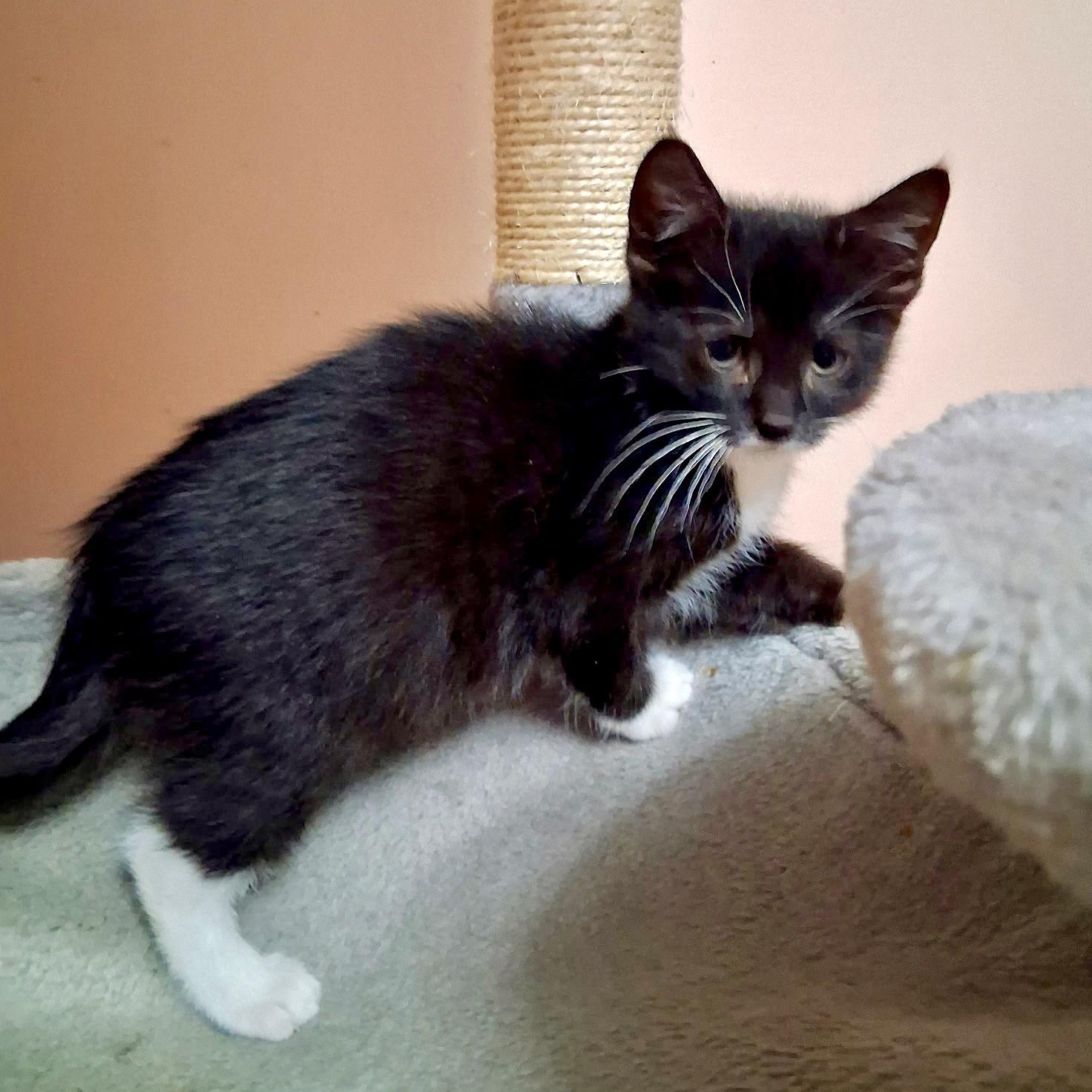 Enlarge Smurf, a Adoptable mixed breed in East Amherst, NY image 2/6