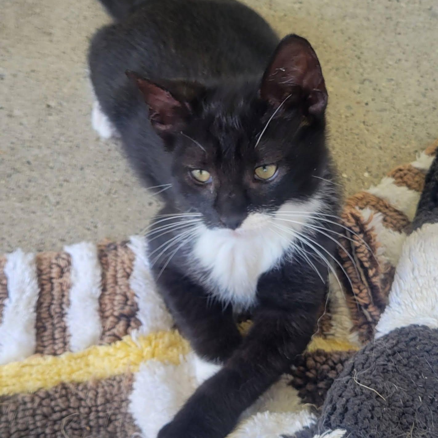 Smurf, a Adoptable mixed breed in East Amherst, NY image 1/6