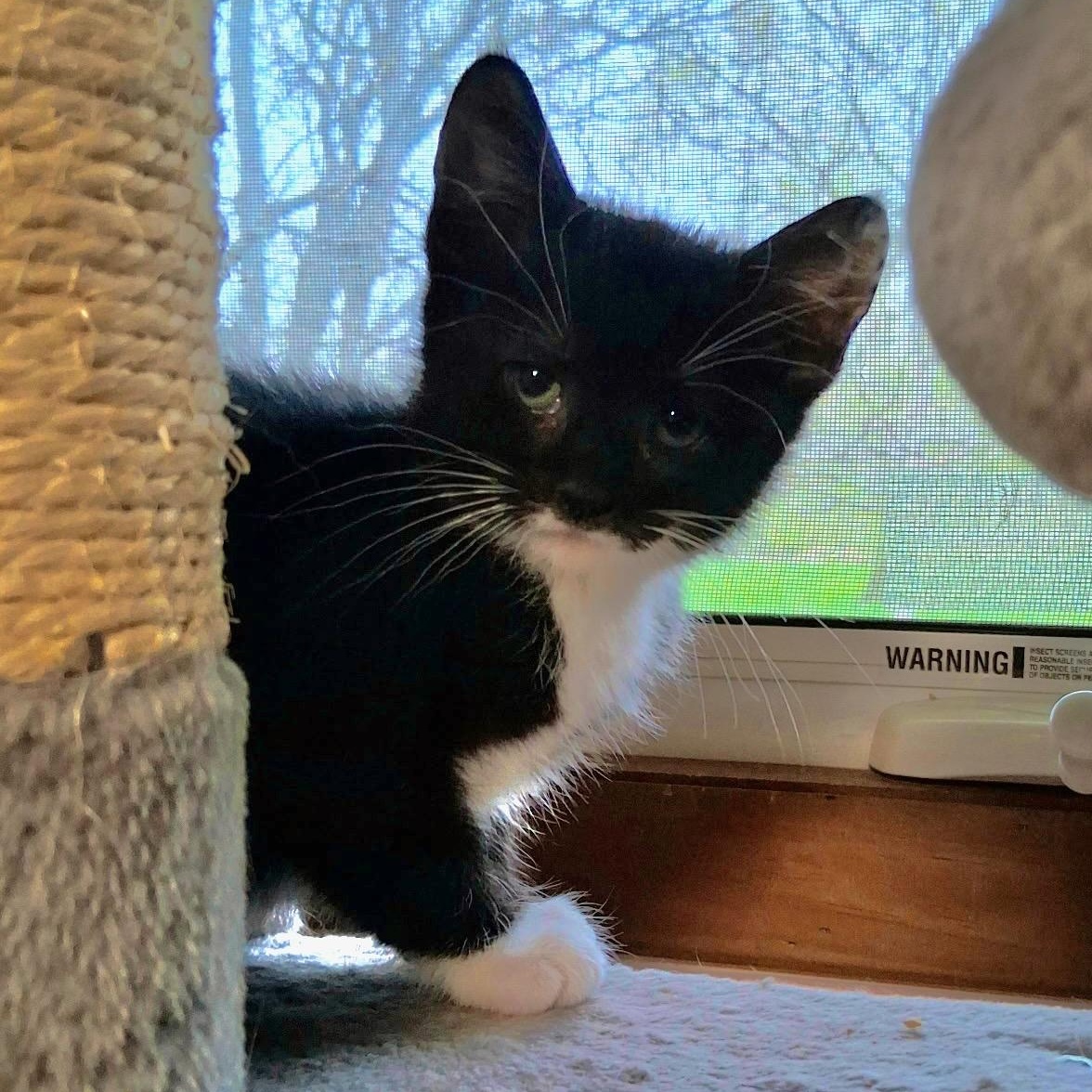 Smurf, Adoptable, Kitten Male Tuxedo & Domestic Short Hair.
