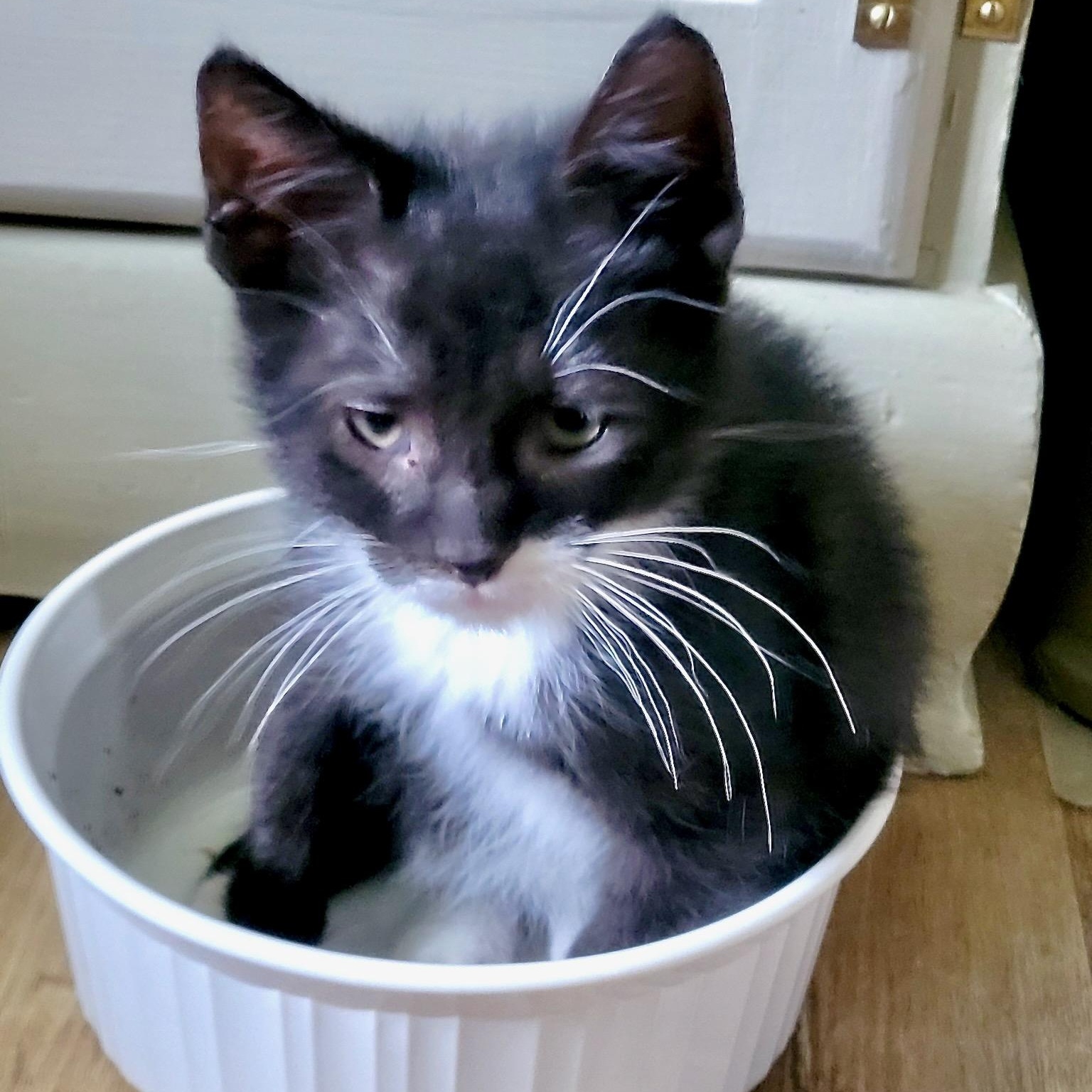 Enlarge Smurf, a Adoptable mixed breed in East Amherst, NY image 6/6