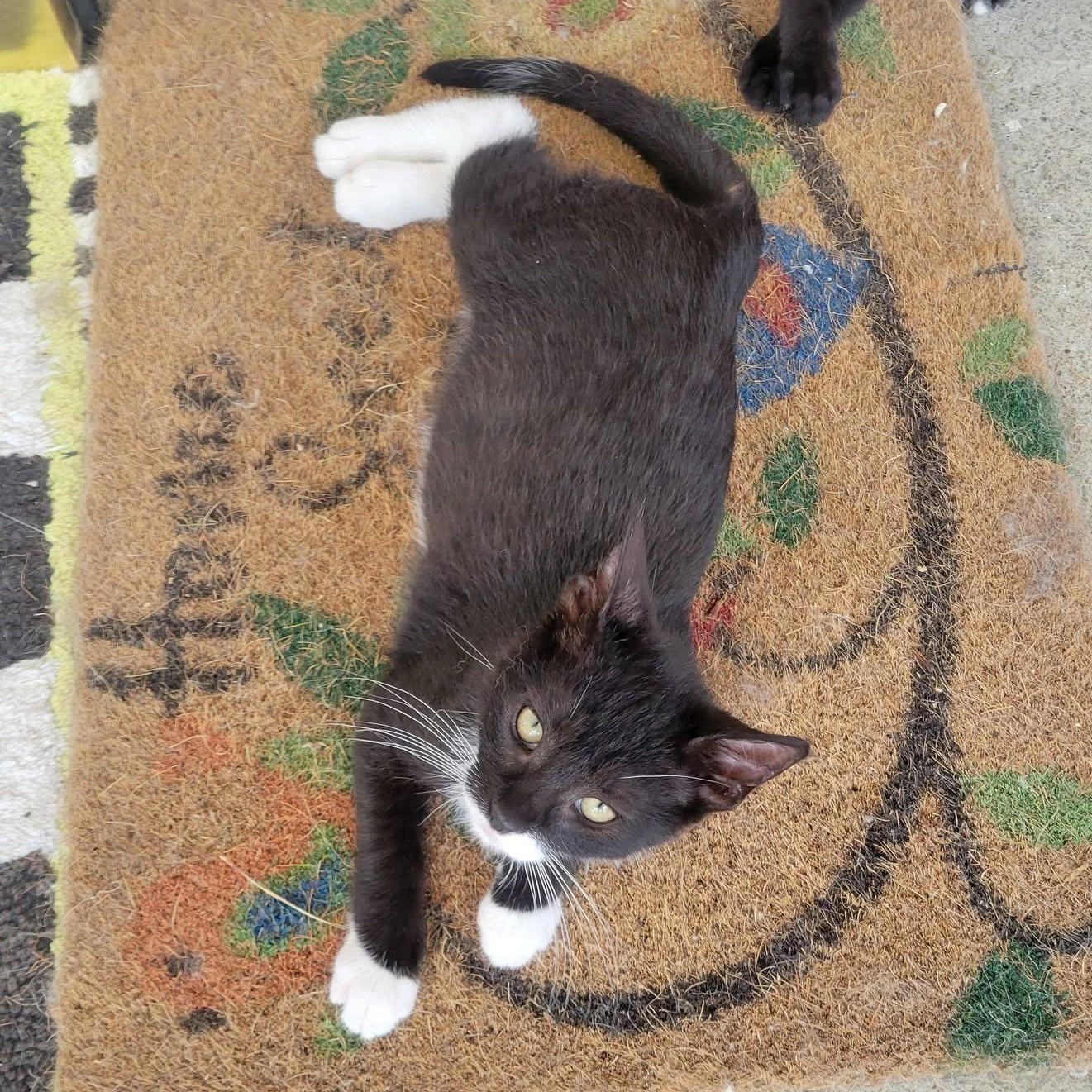 Smurf, a Adoptable mixed breed in East Amherst, NY image 2/6