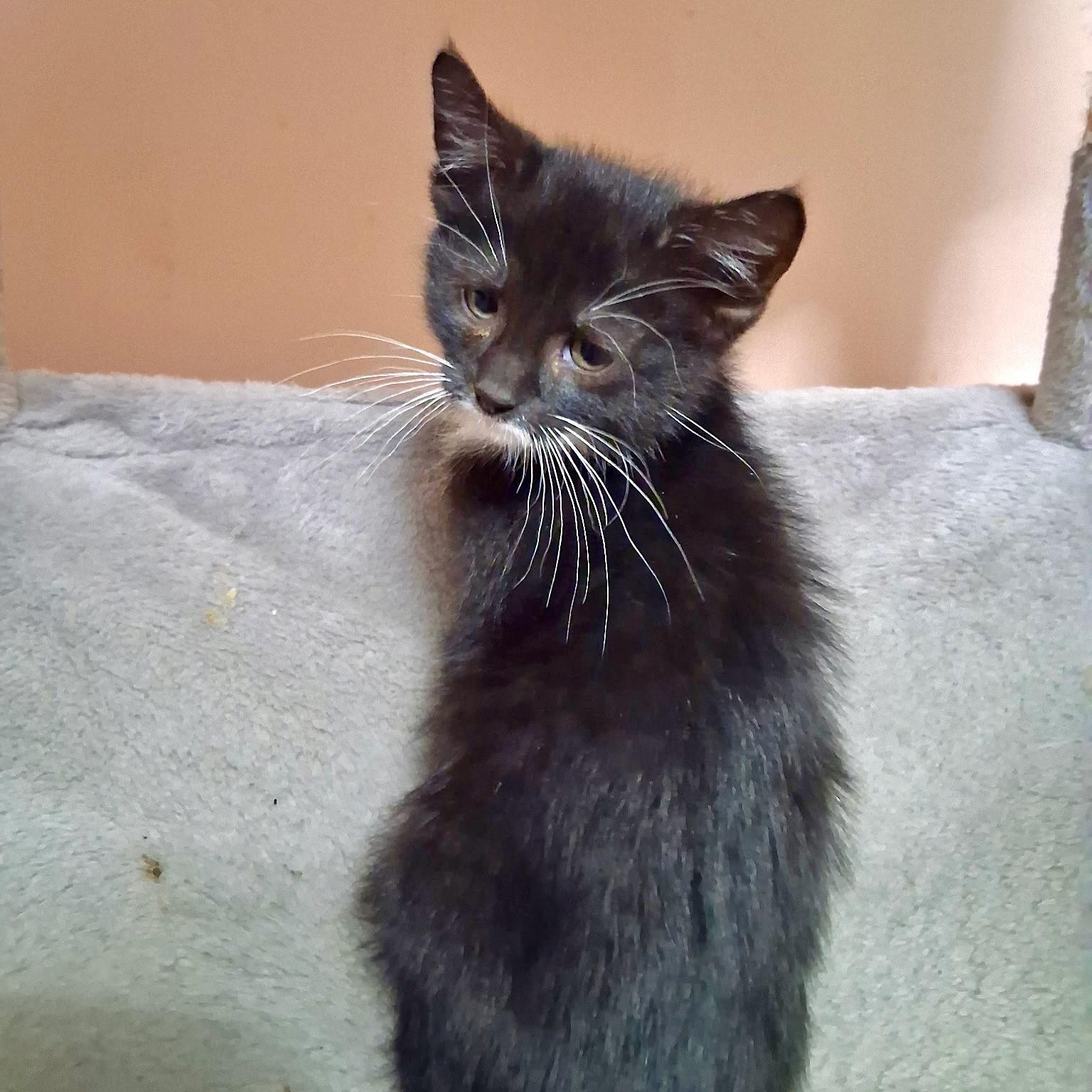 Enlarge Smurf, a Adoptable mixed breed in East Amherst, NY image 4/6