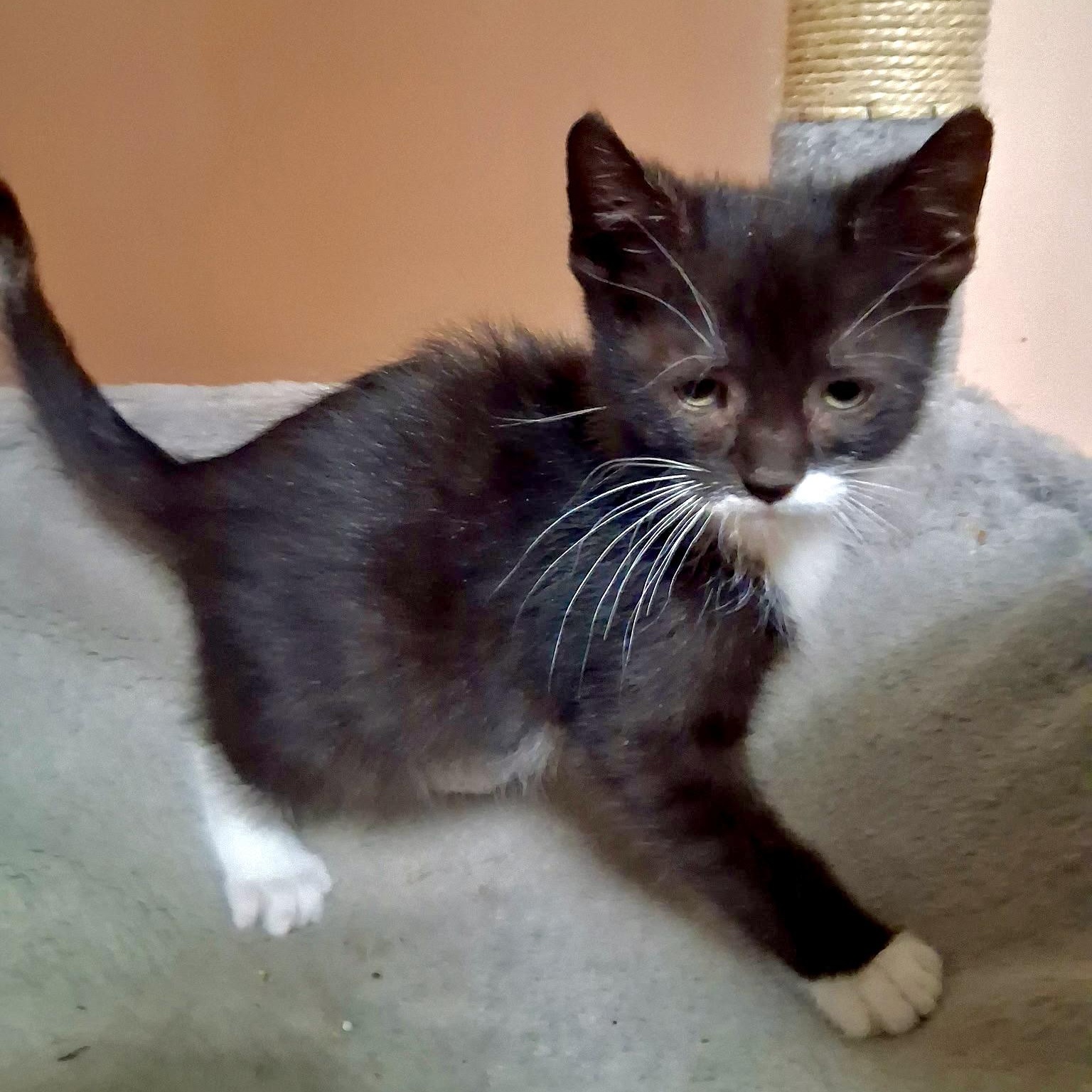 Enlarge Smurf, a Adoptable mixed breed in East Amherst, NY image 3/6