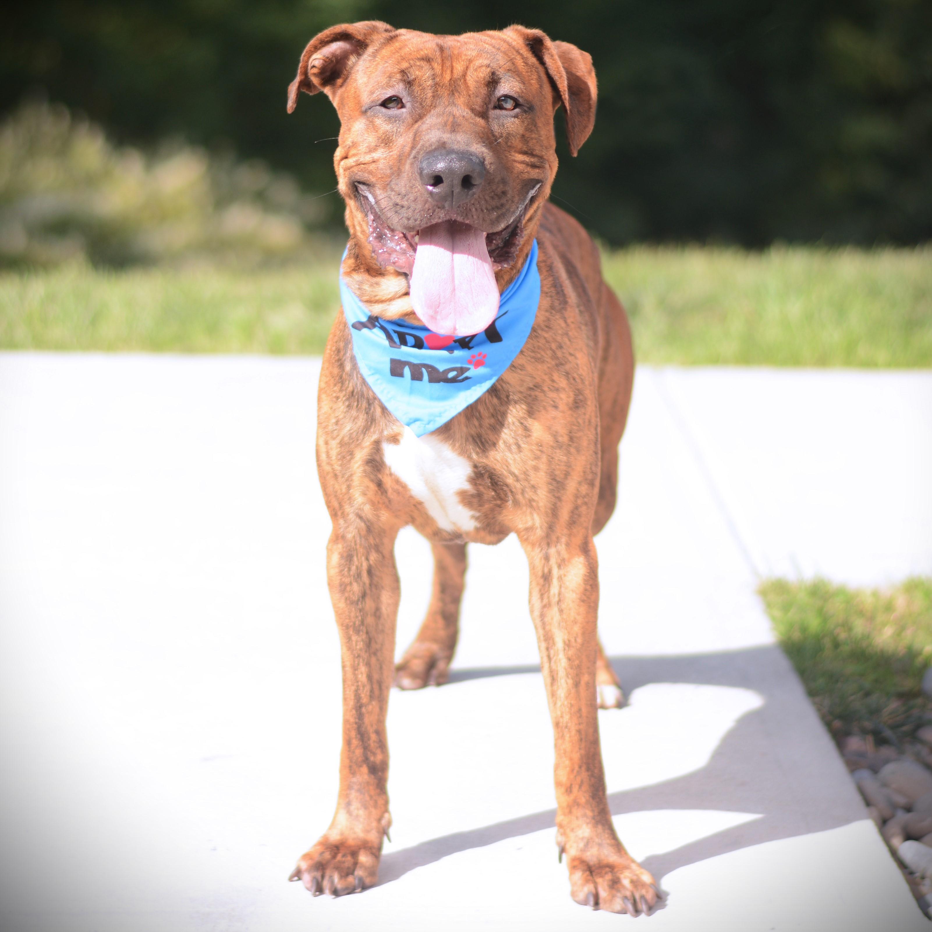 Enlarge Bubba, a Adoptable mixed breed in Amsterdam, NY image 3/4