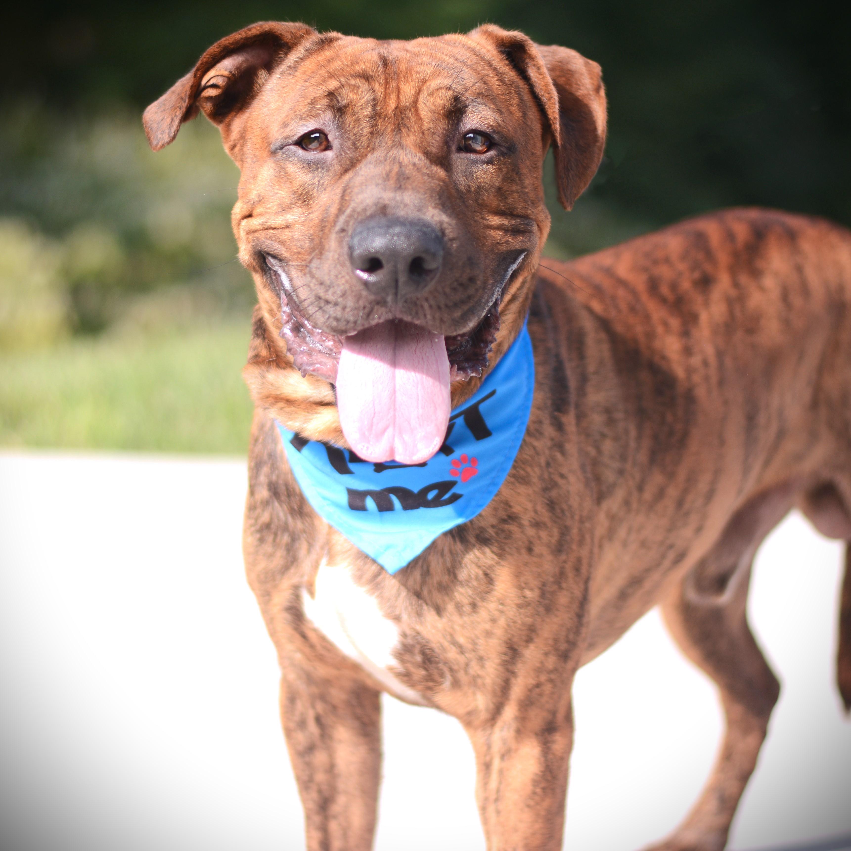 Enlarge Bubba, a Adoptable mixed breed in Amsterdam, NY image 2/4