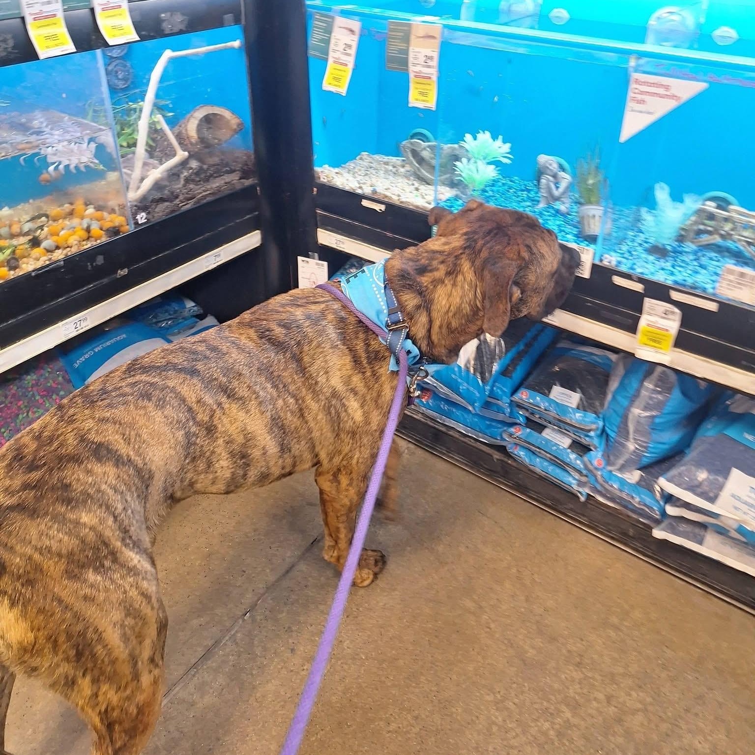 Enlarge Bubba, a Adoptable mixed breed in Amsterdam, NY image 2/6