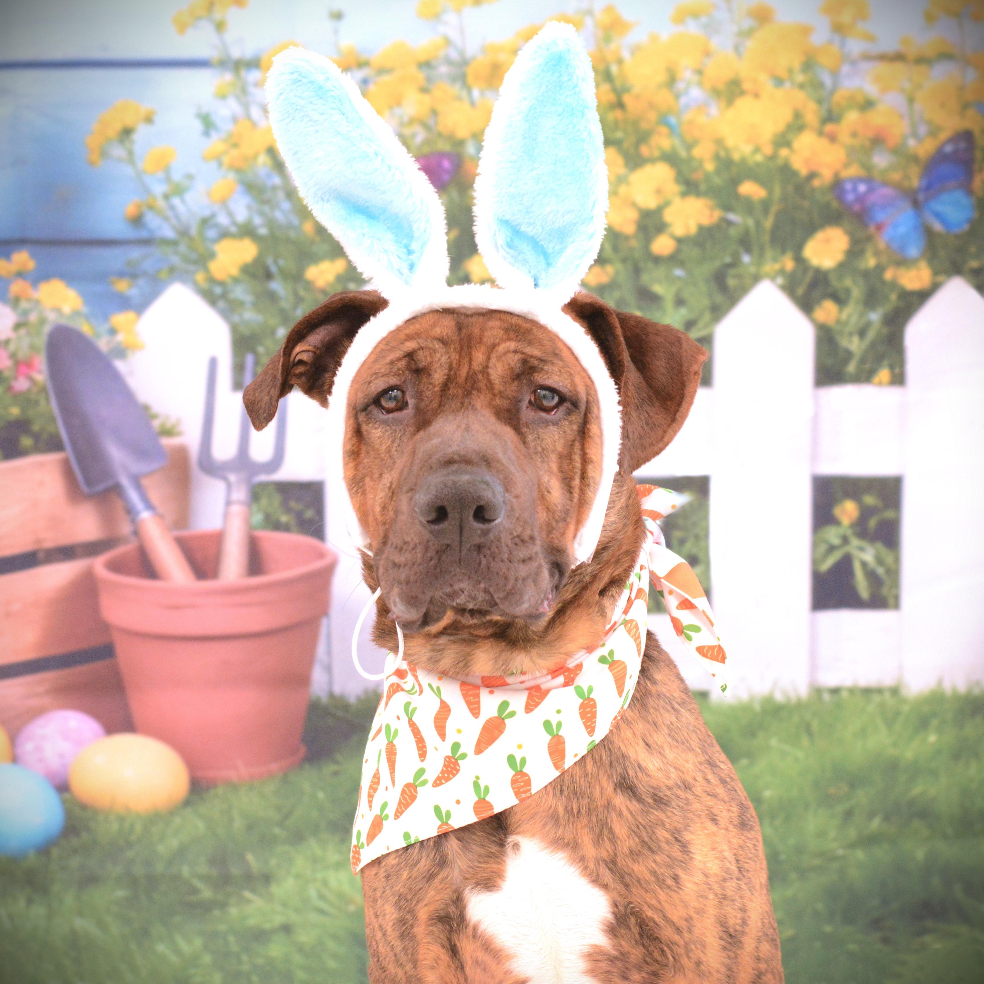 Bubba, Adoptable, Adult Male Boxer & Terrier.