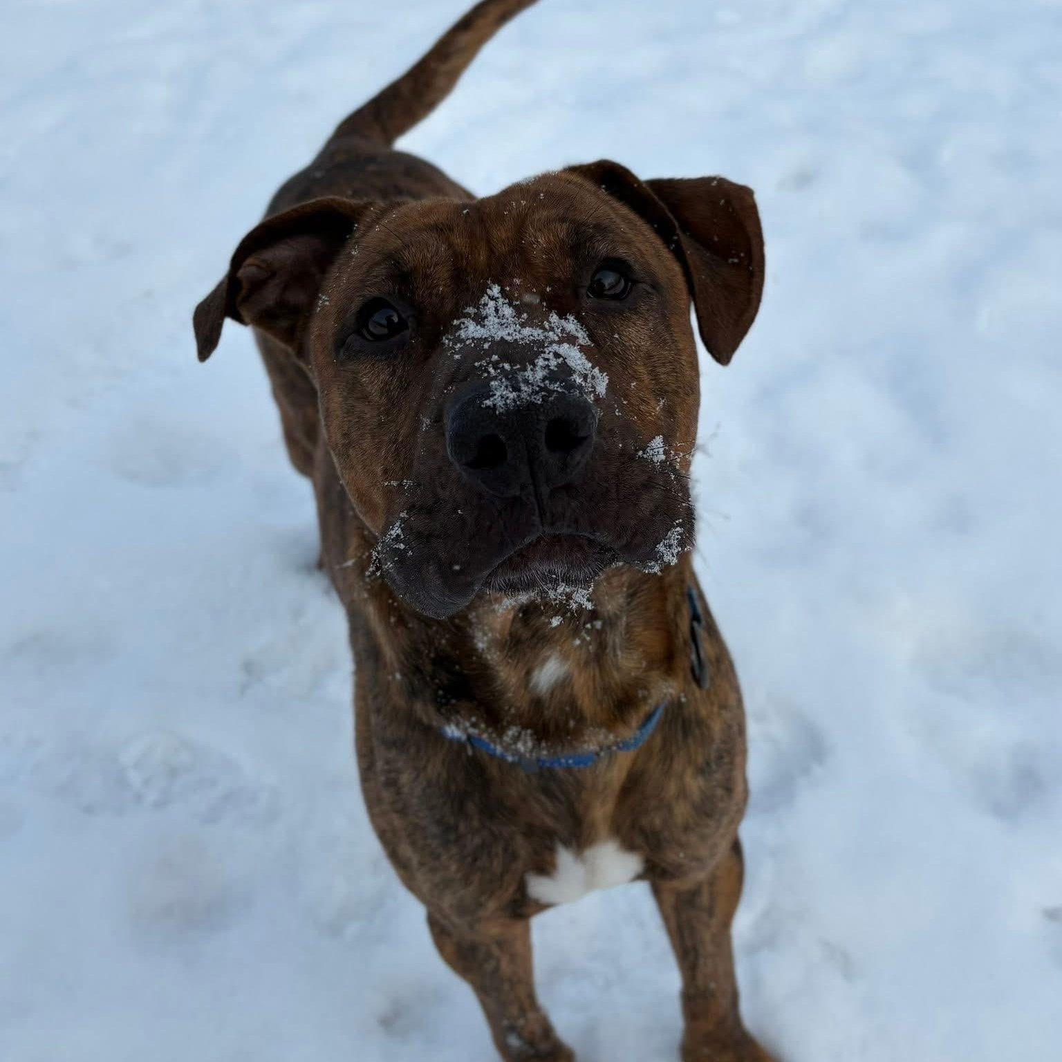 Bubba, Adoptable, Adult Male Boxer.