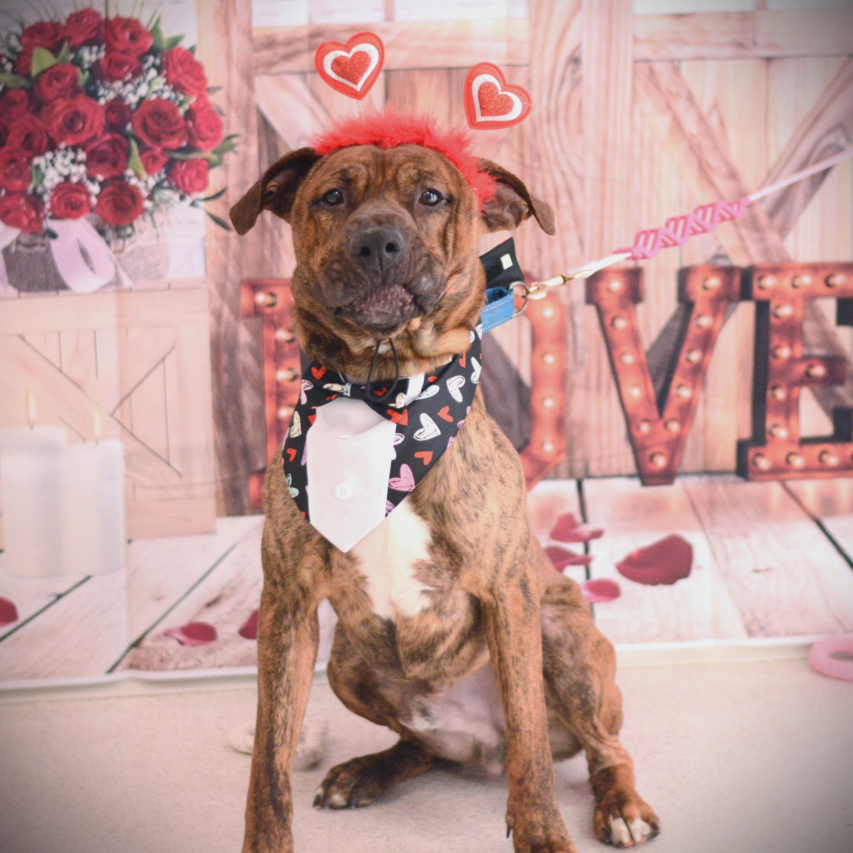 Enlarge Bubba, a Adoptable mixed breed in Amsterdam, NY image 4/6