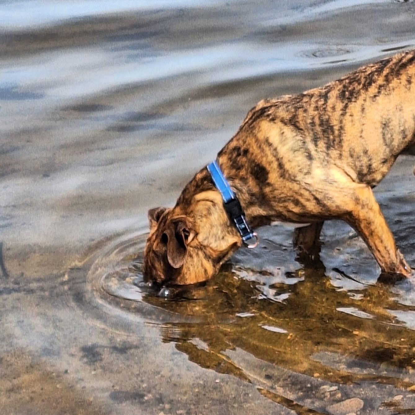 Enlarge Bubba, a Adoptable mixed breed in Amsterdam, NY image 3/6