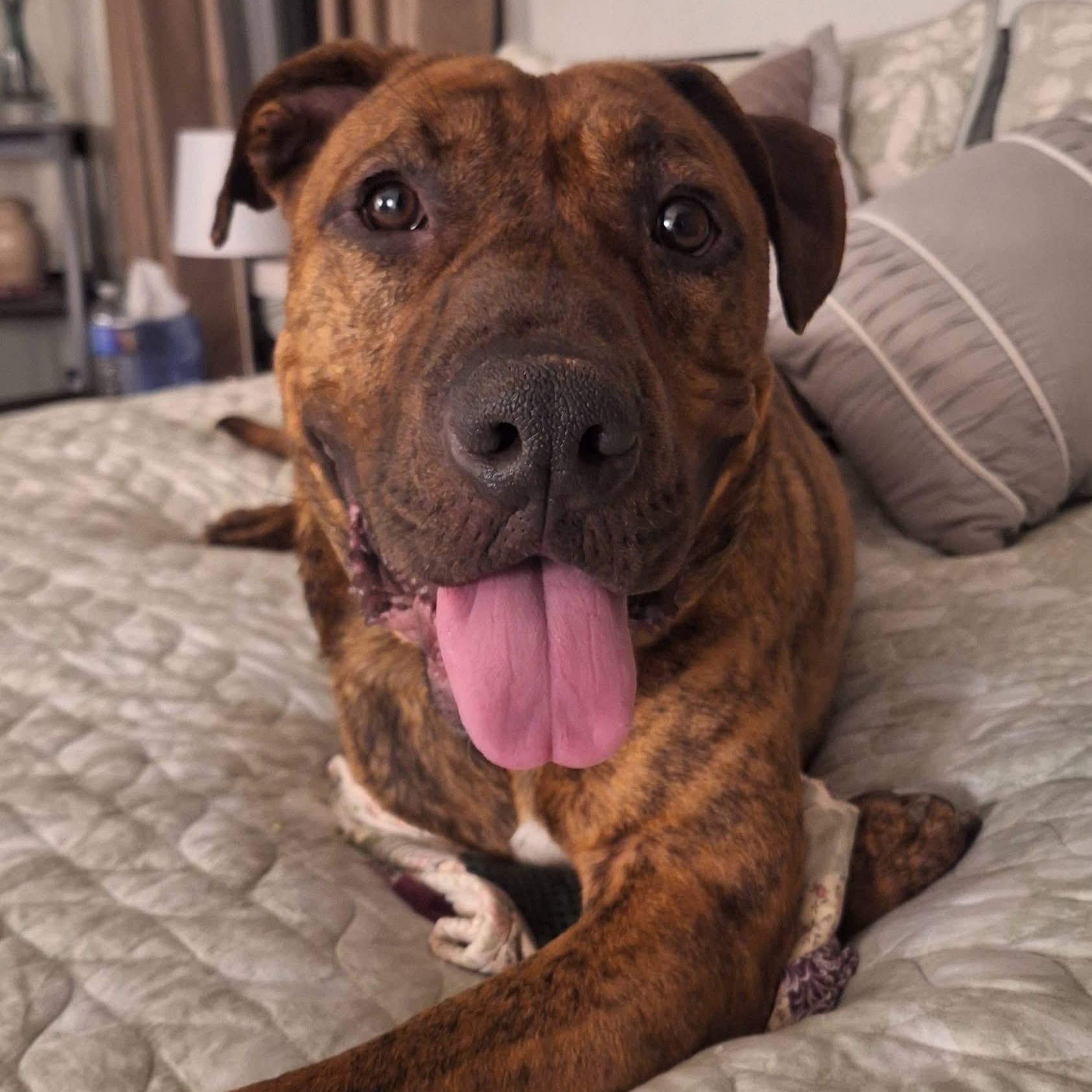 Enlarge Bubba, a Adoptable mixed breed in Amsterdam, NY image 1/6