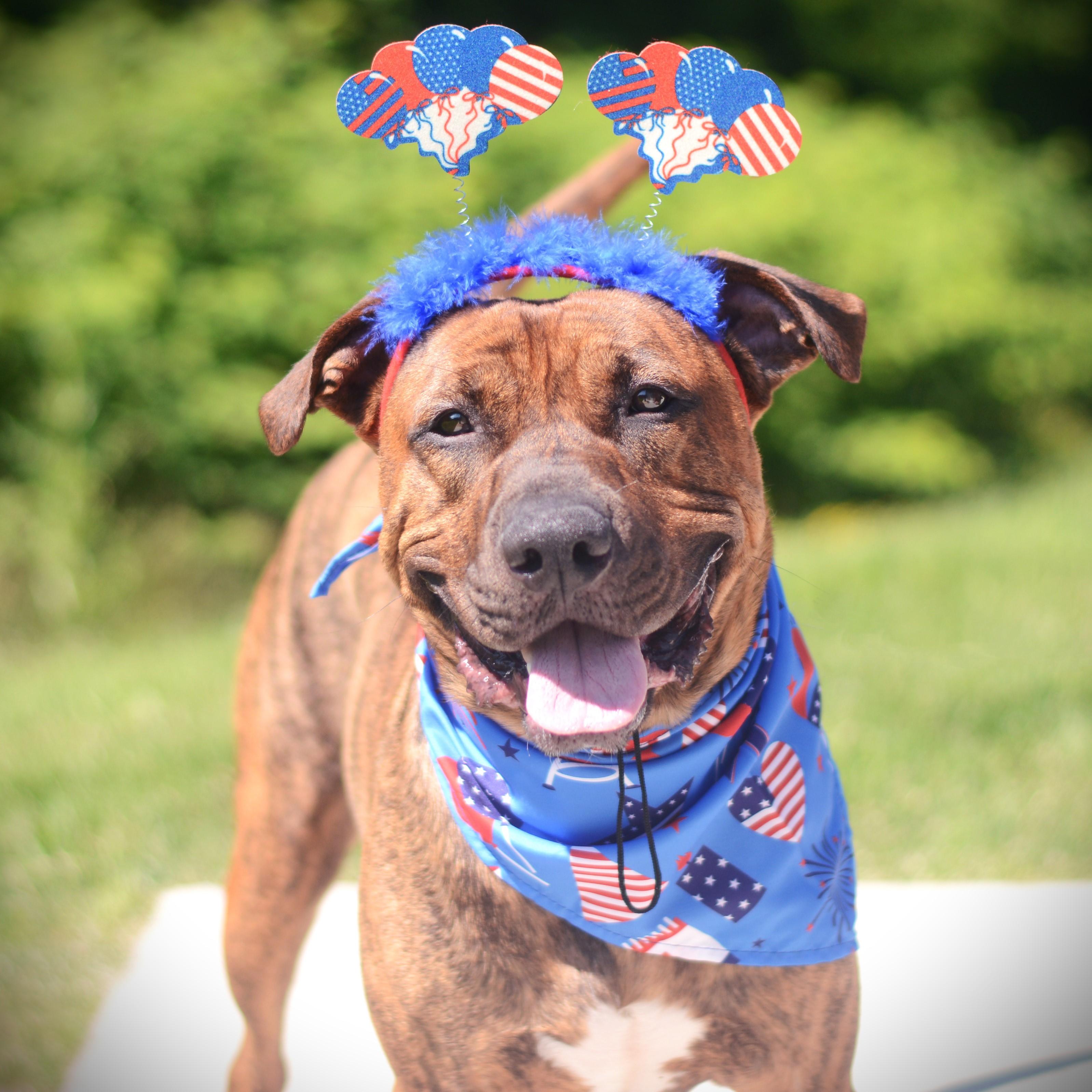 Bubba, Adoptable, Adult Male Pit Bull Terrier & Cane Corso.