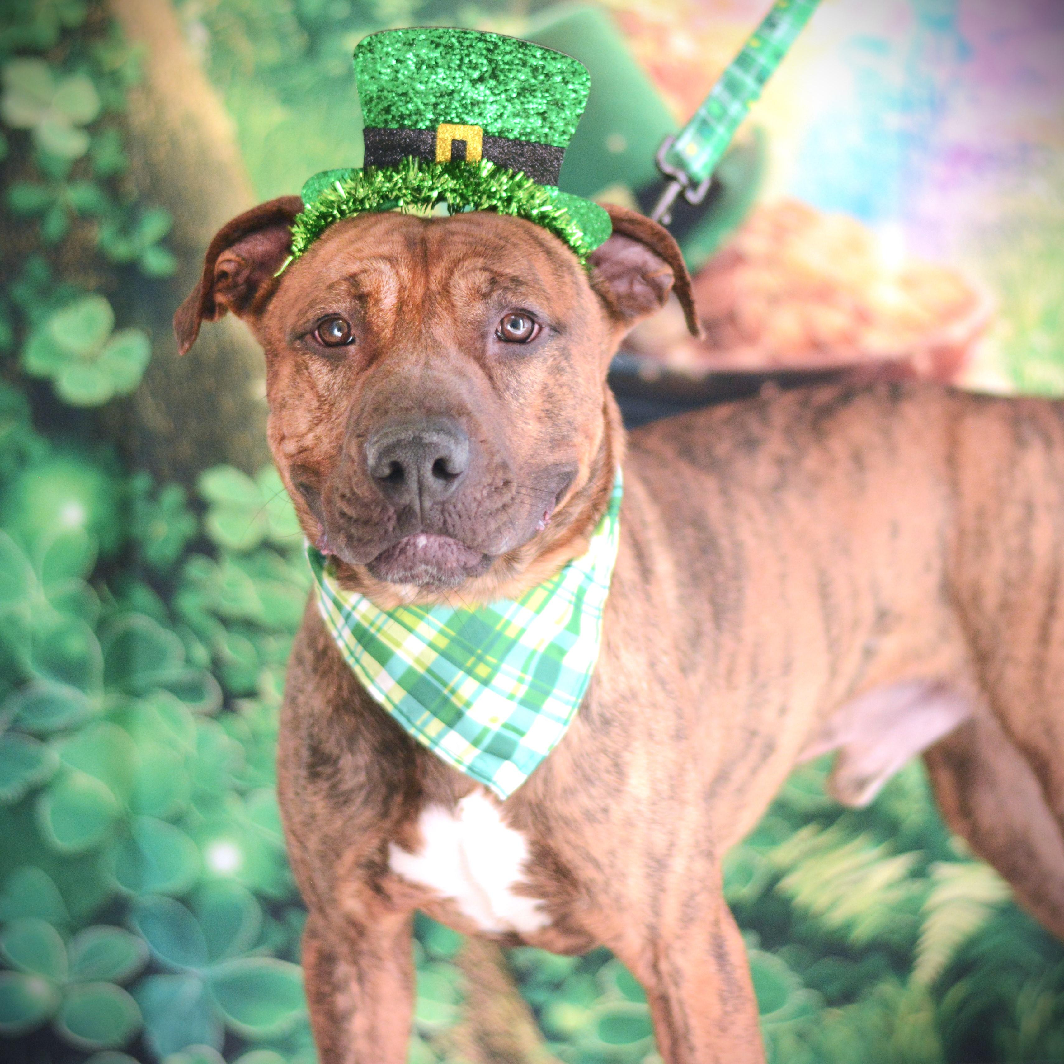 Enlarge Bubba, a Adoptable mixed breed in Amsterdam, NY image 3/6