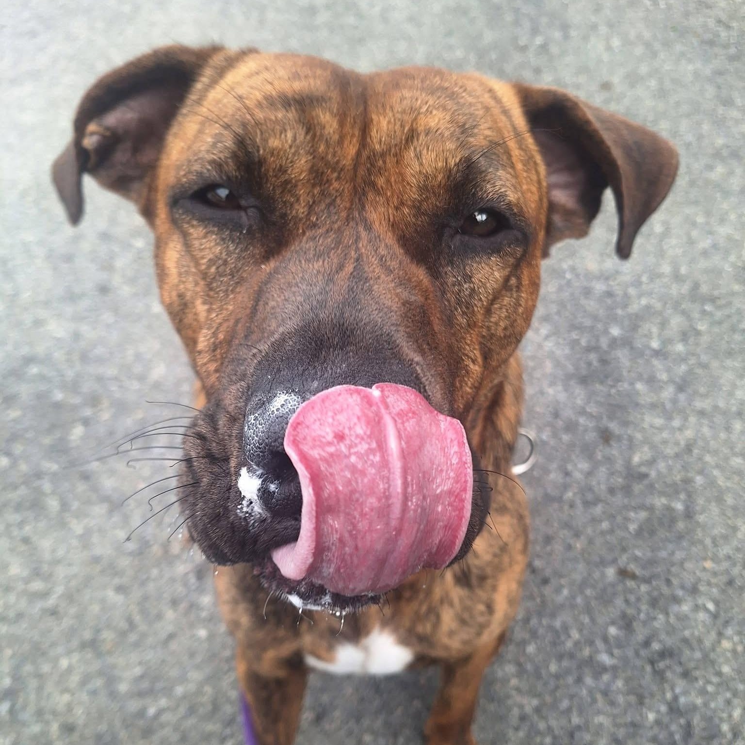 Enlarge Bubba, a Adoptable mixed breed in Amsterdam, NY image 4/6