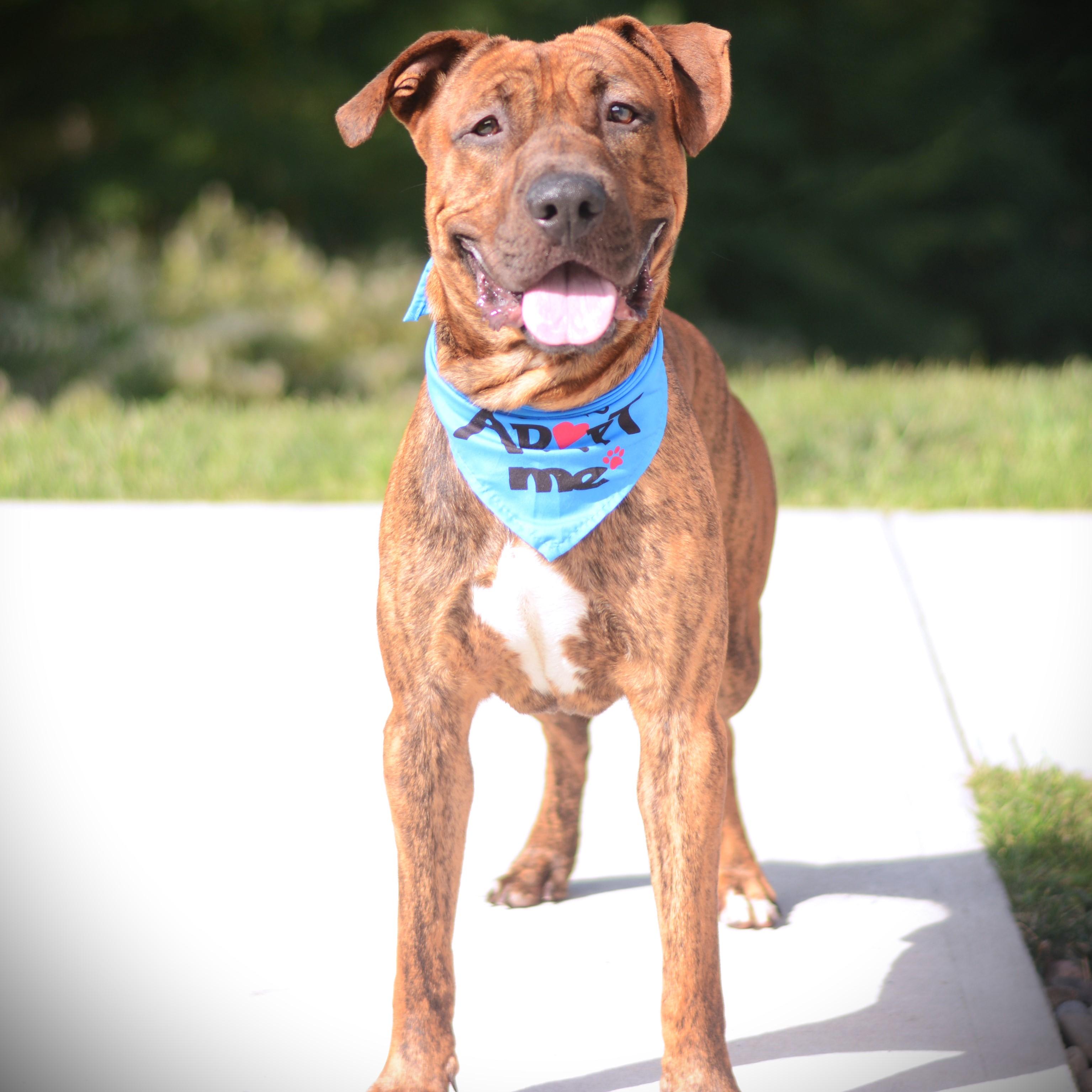 Enlarge Bubba, a Adoptable mixed breed in Amsterdam, NY image 4/4